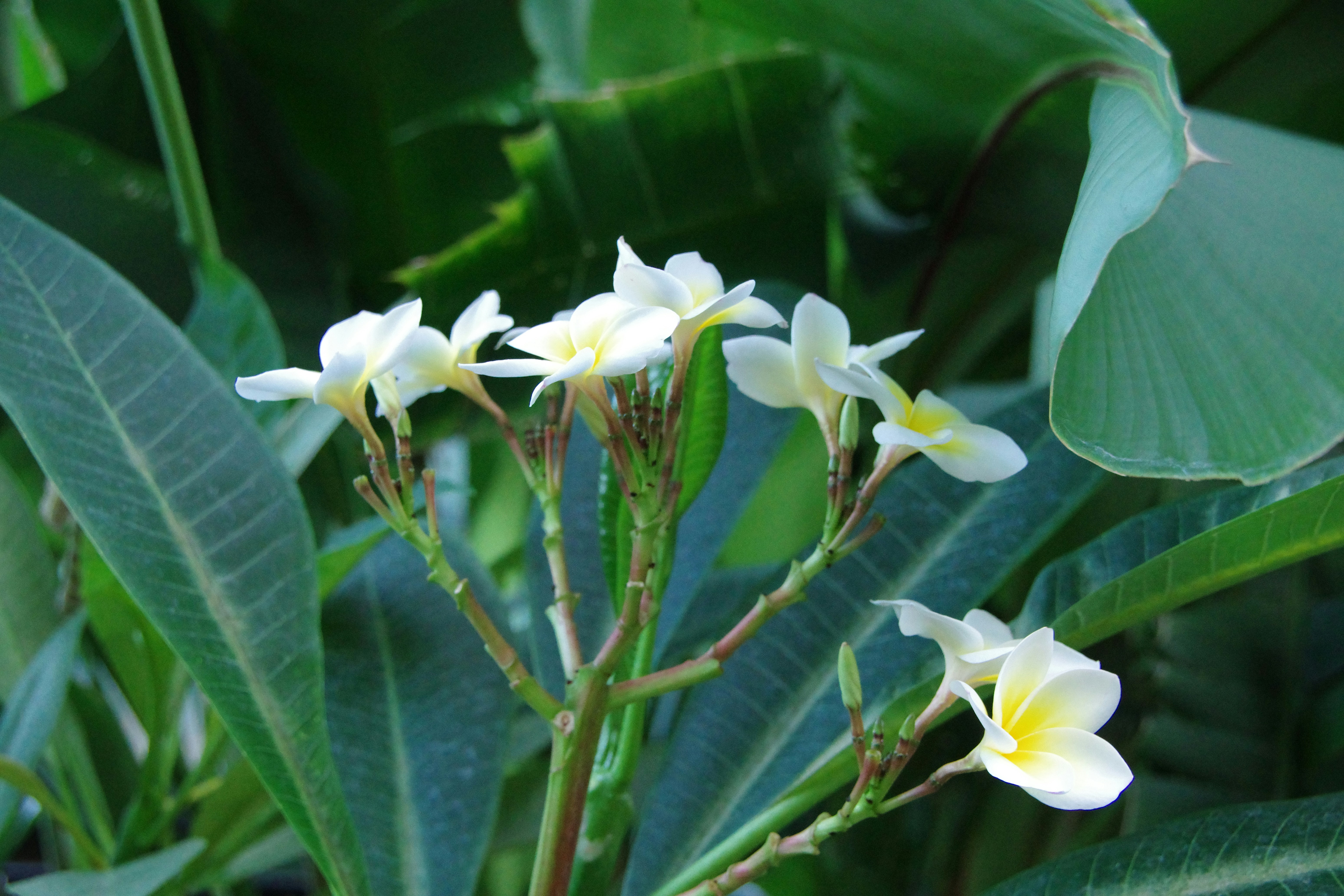 Green garden with flowers