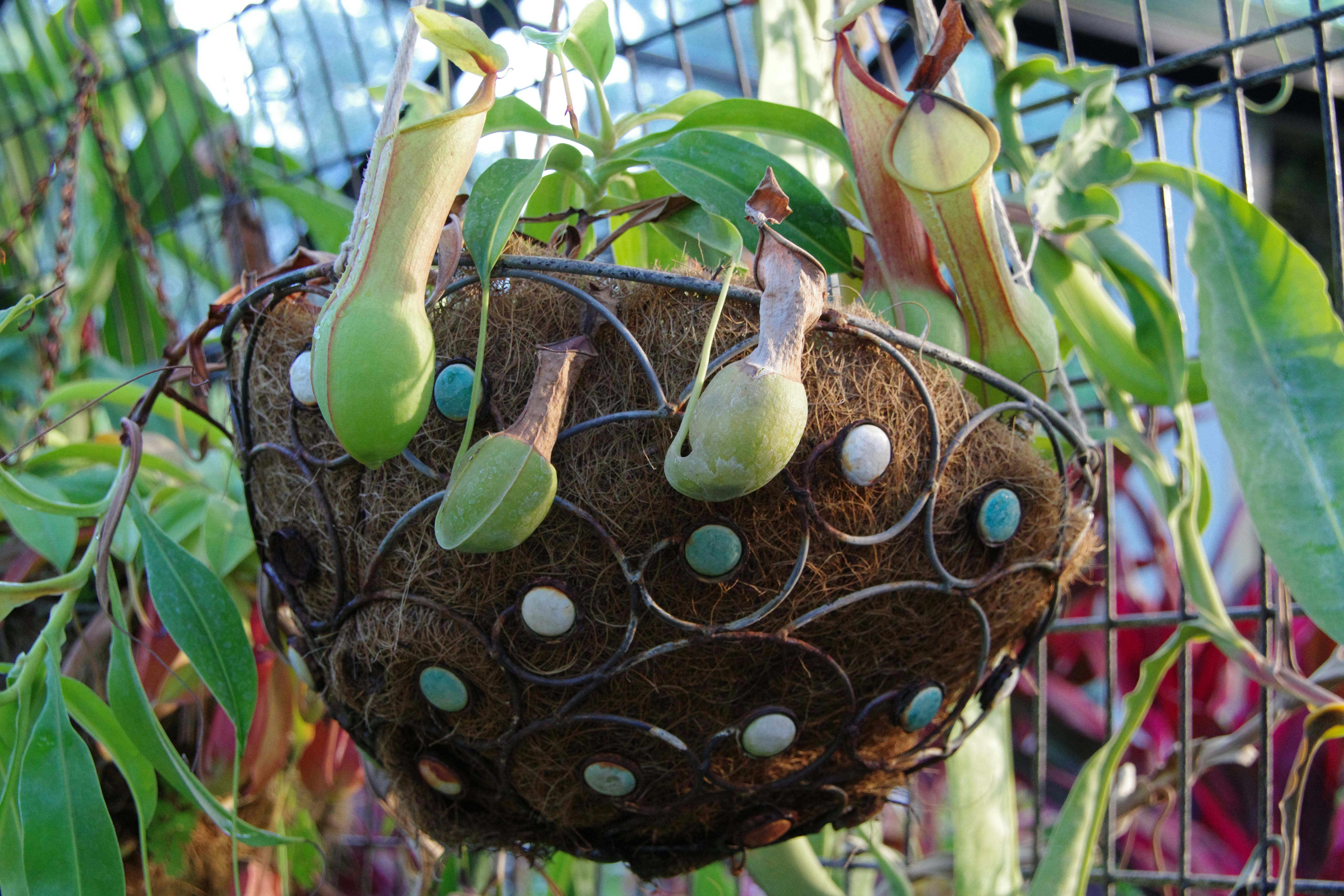 A group of green plants growing in a cage