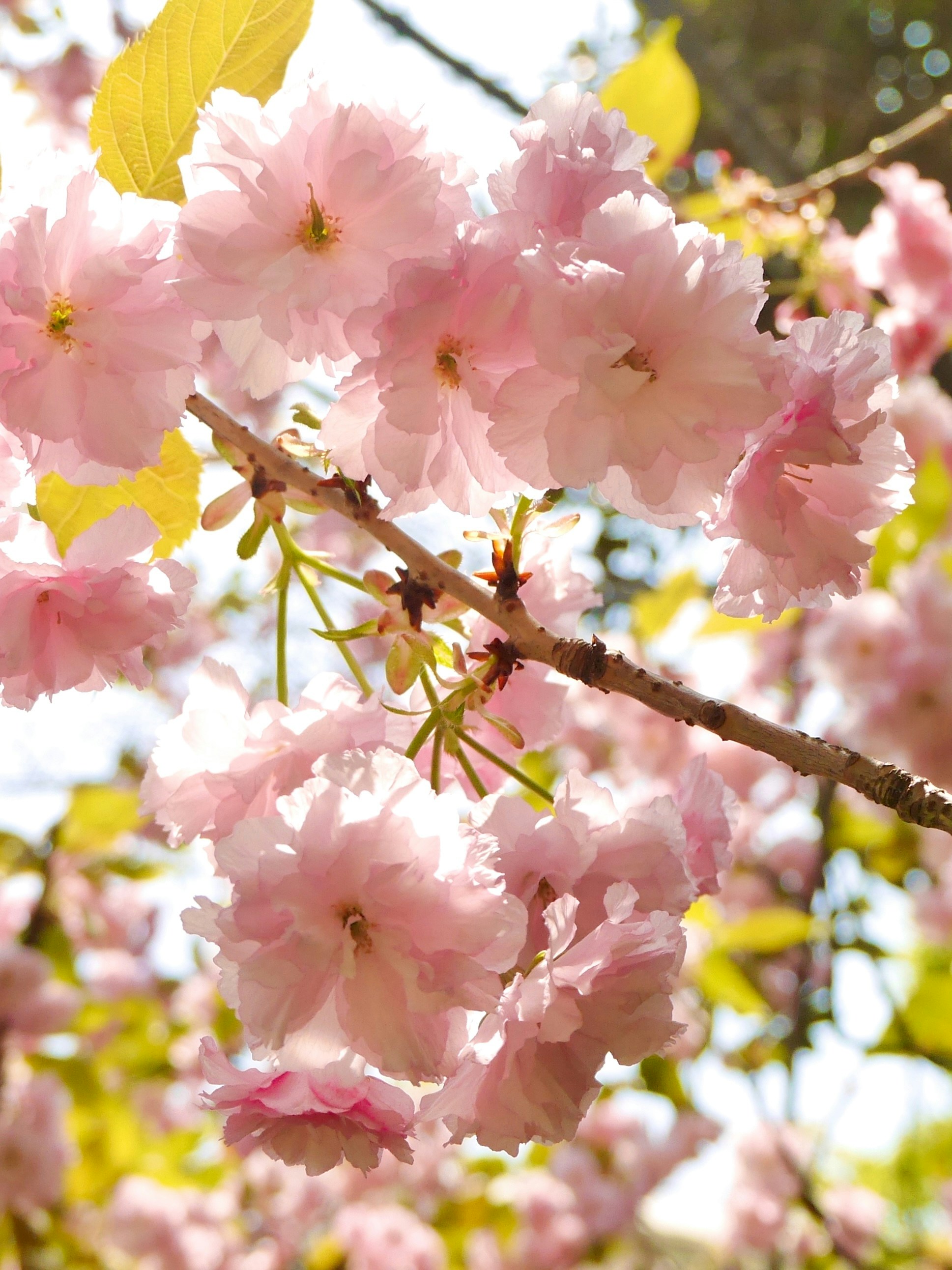 Photo by runningchild