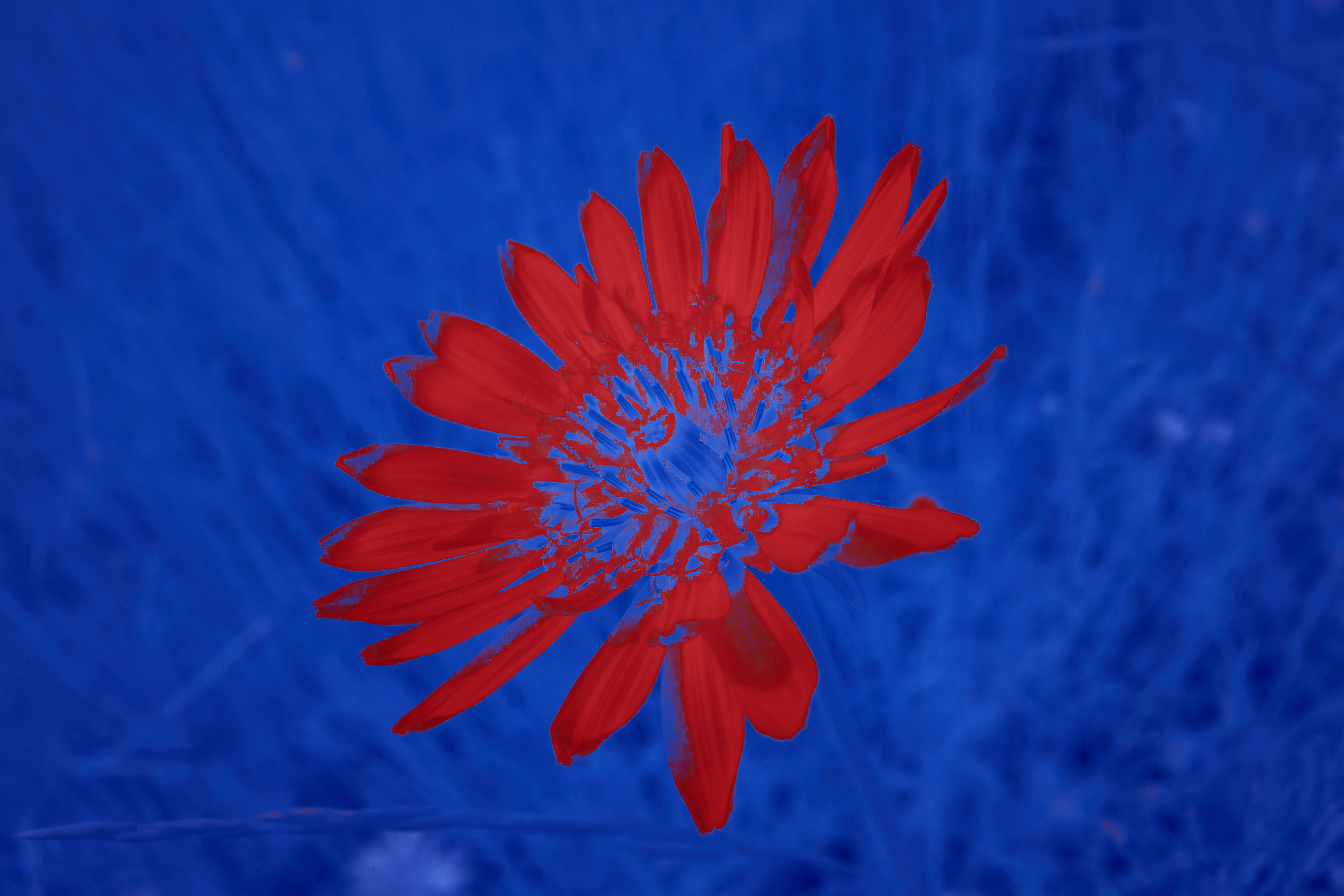 Photo by wolfgang_hasselmann