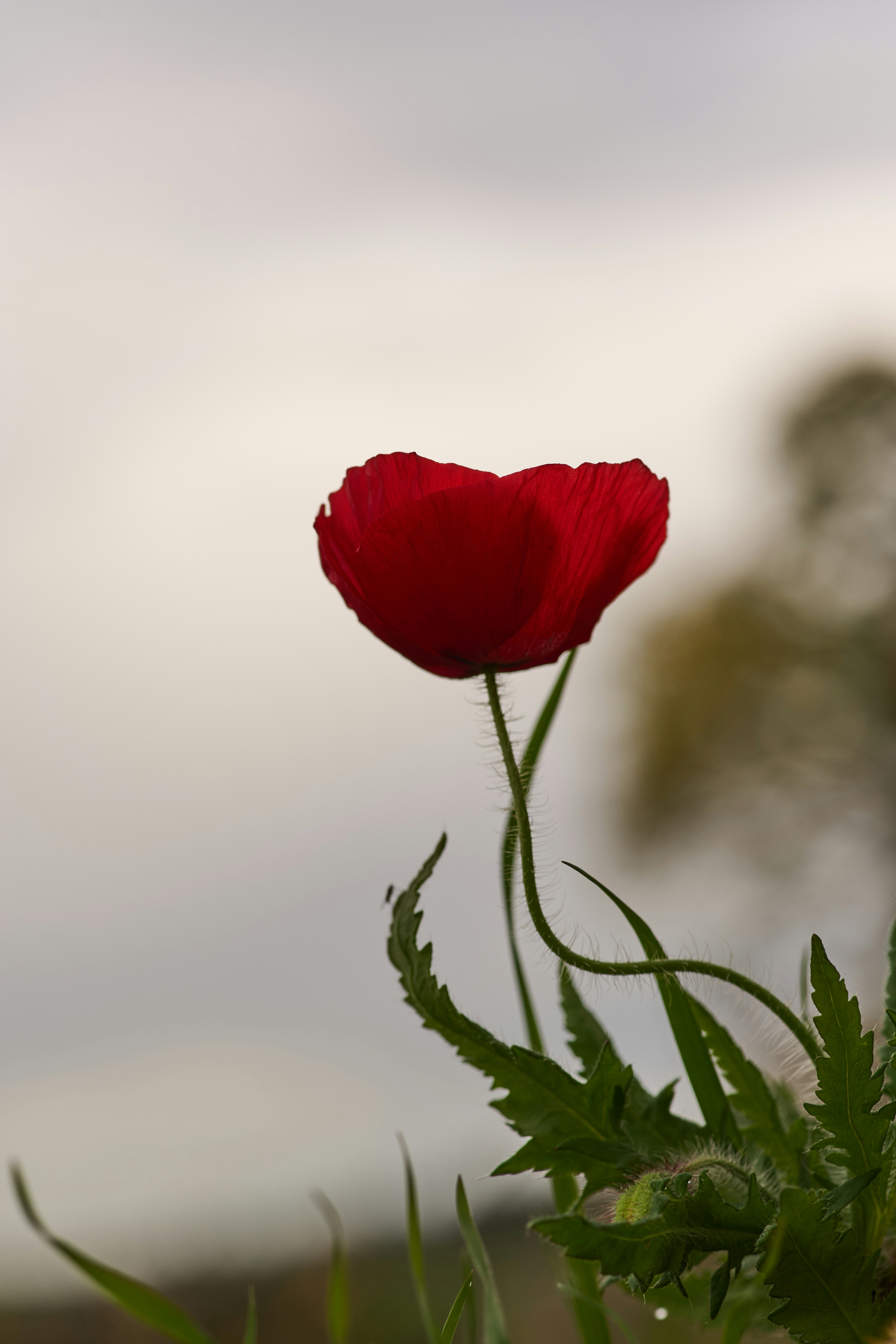 Photo by wolfgang_hasselmann