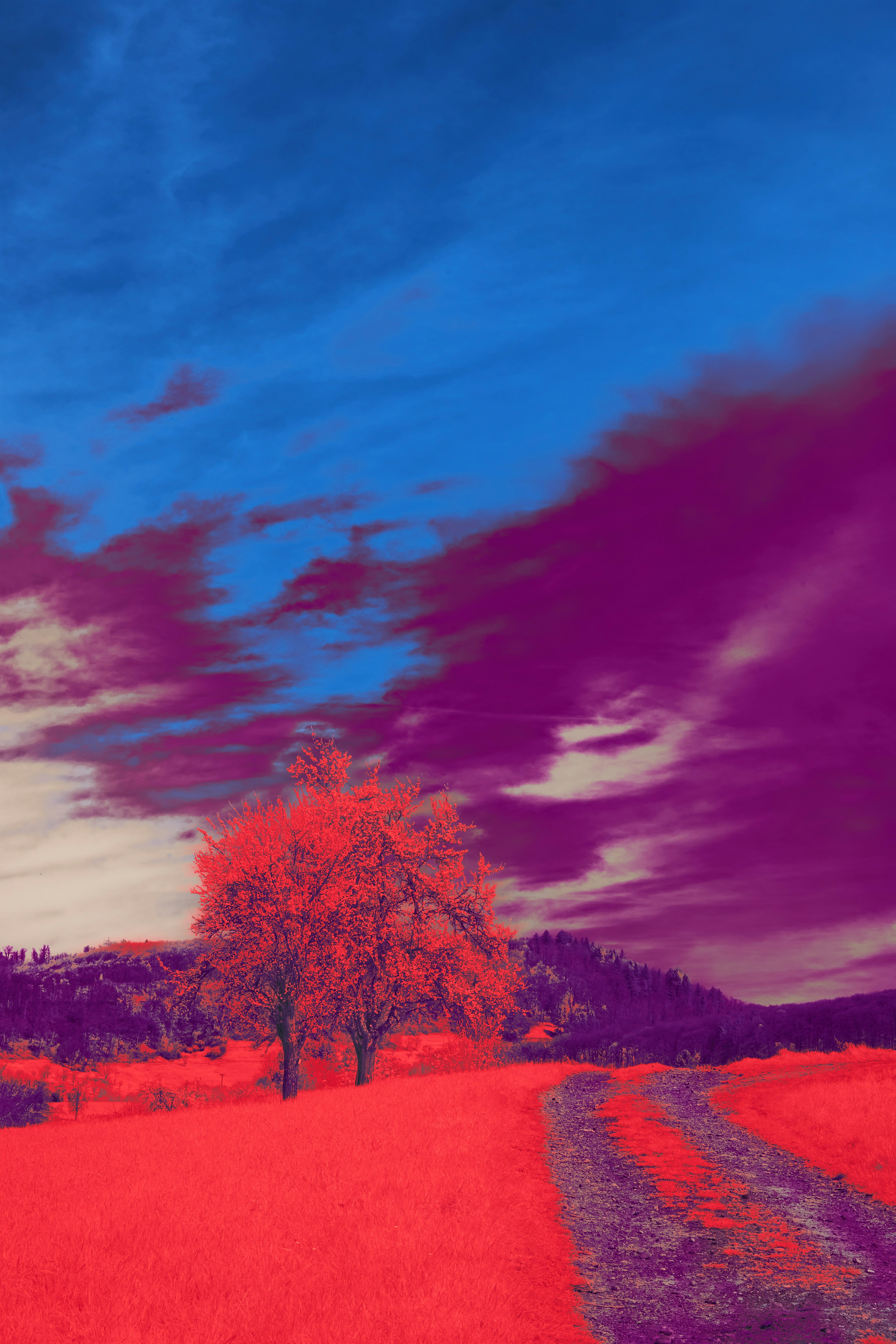 Photo by wolfgang_hasselmann