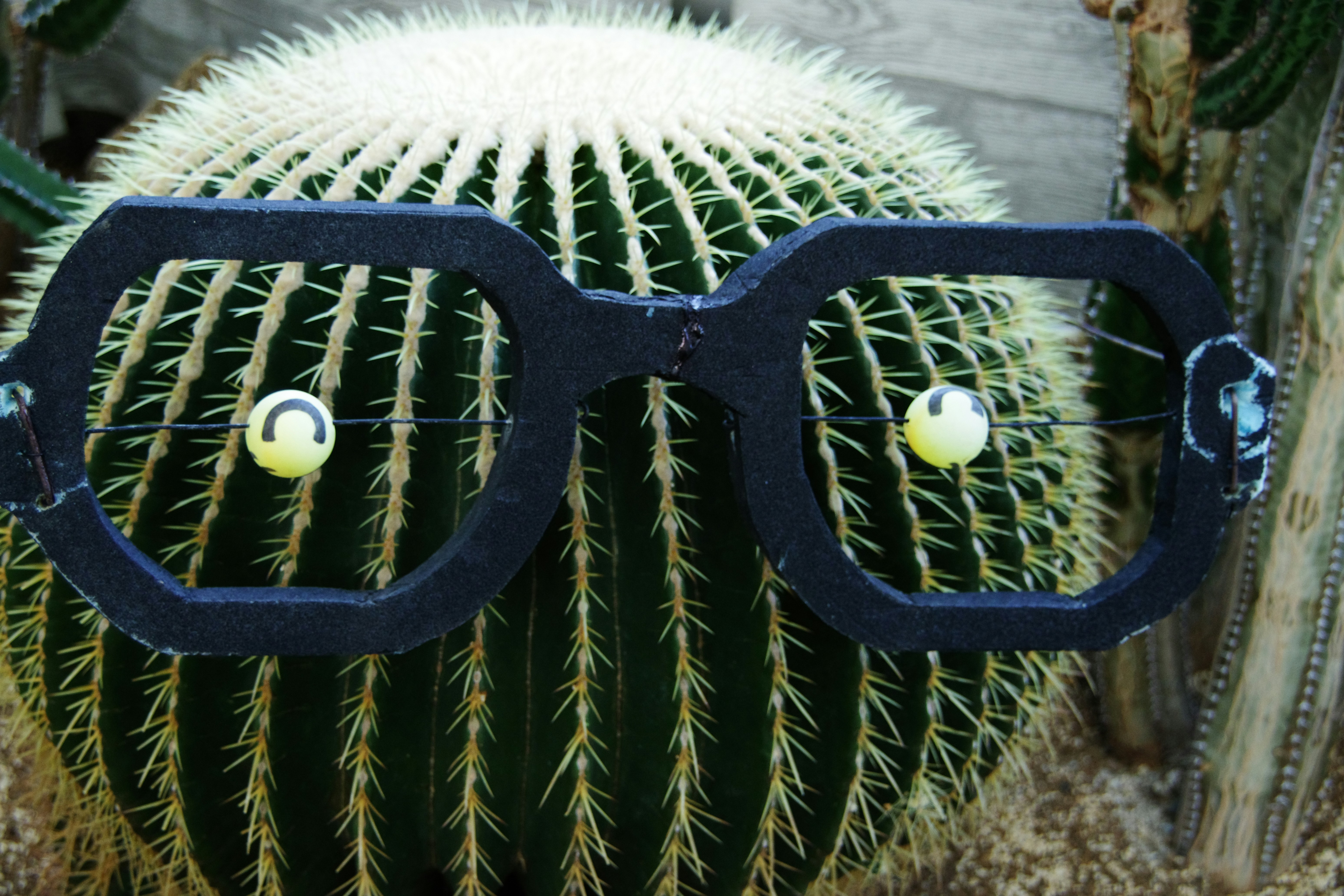 A cactus with a pair of glasses on it