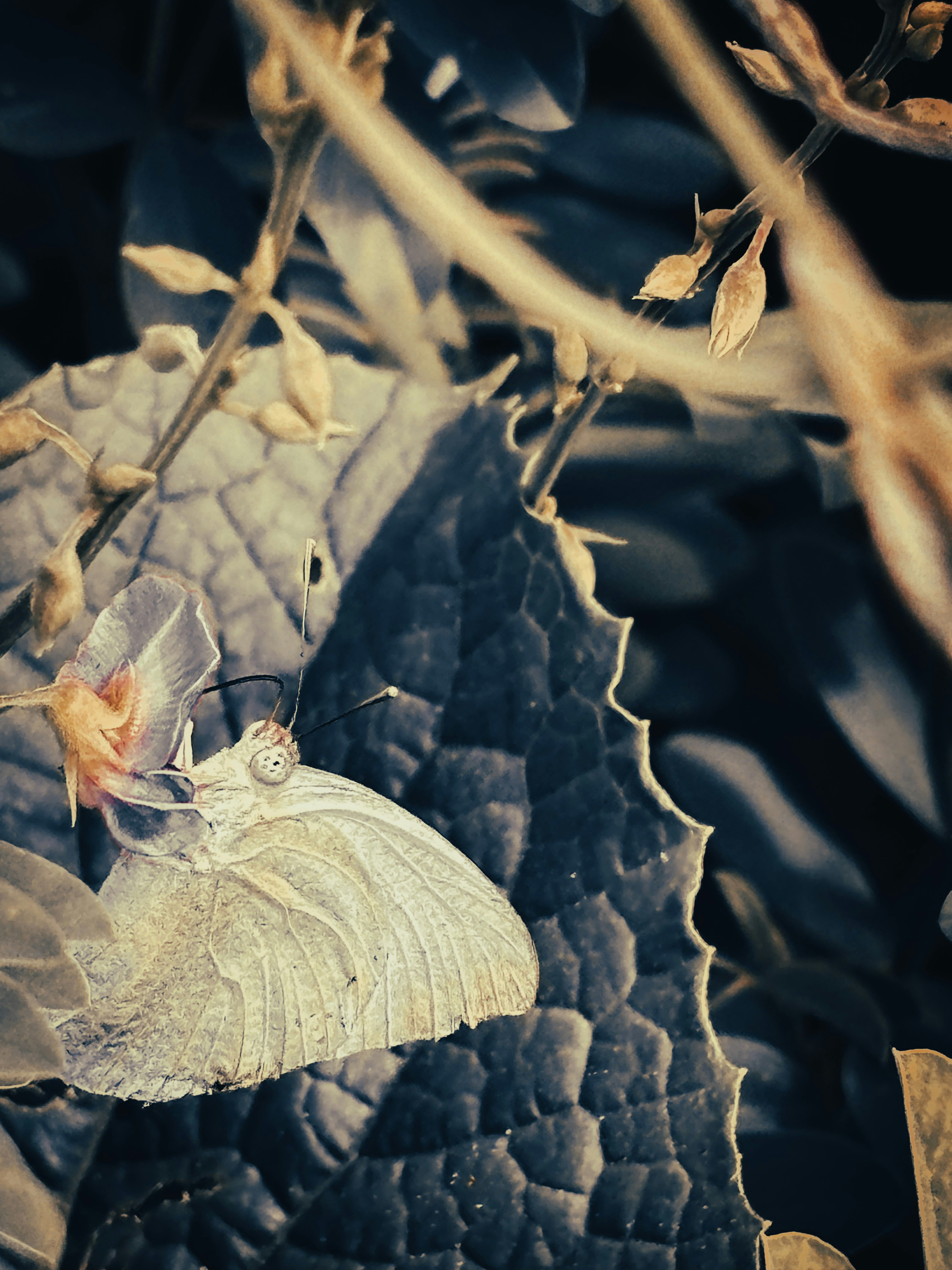 A white butterfly sitting on top of a leaf