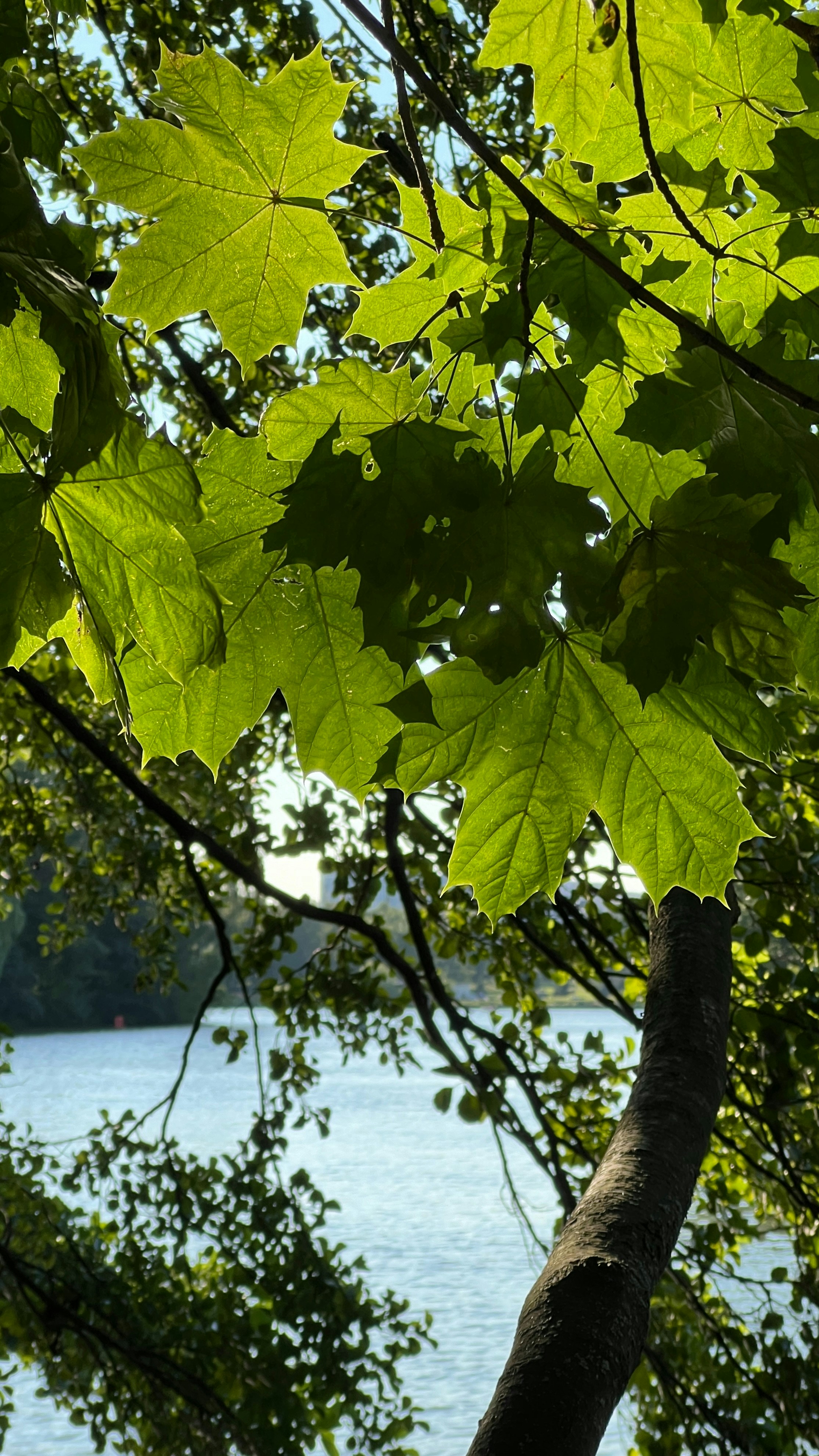 A leafy tree with a body of water in the background