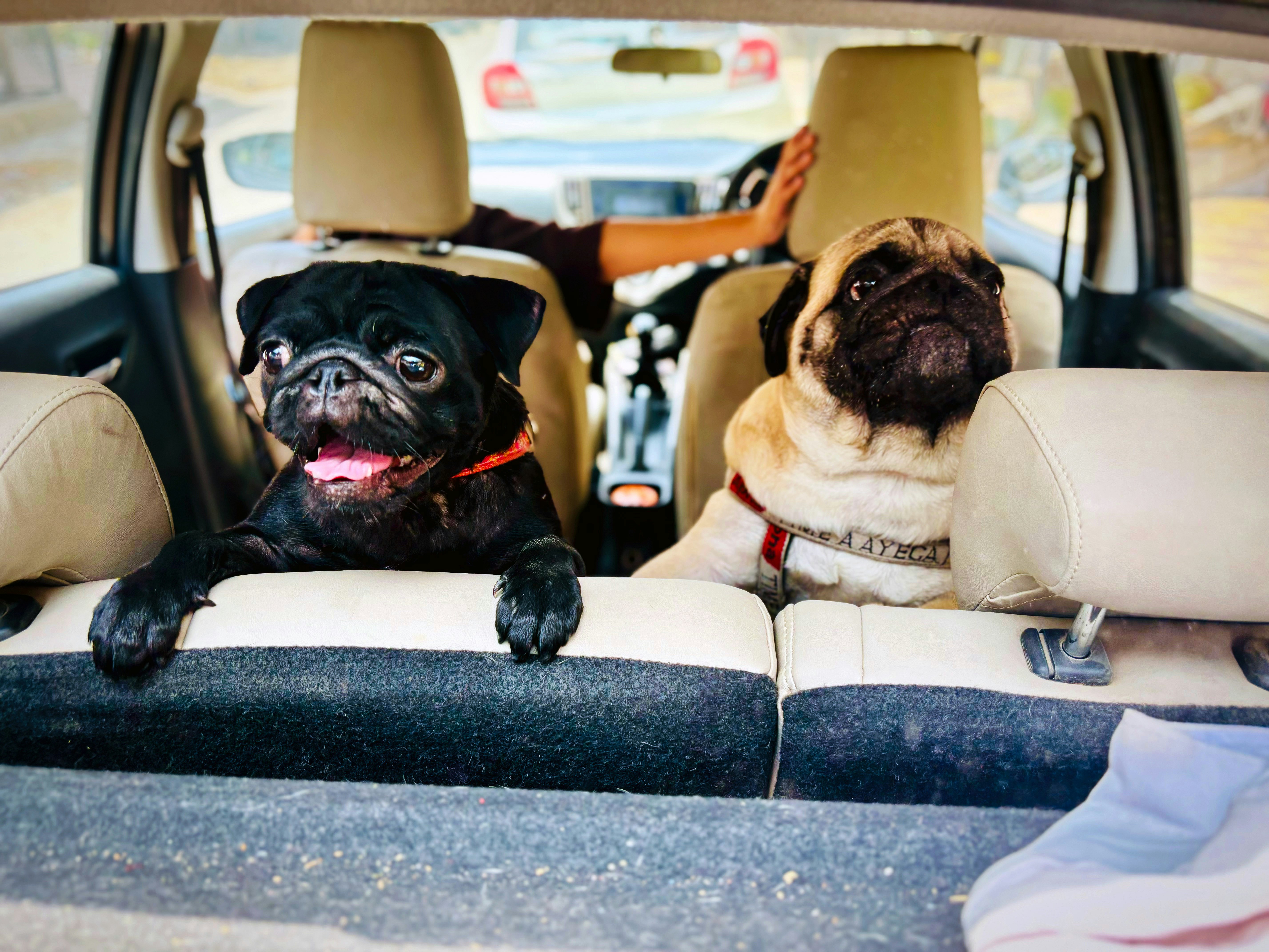 two cute dogs riding in a car