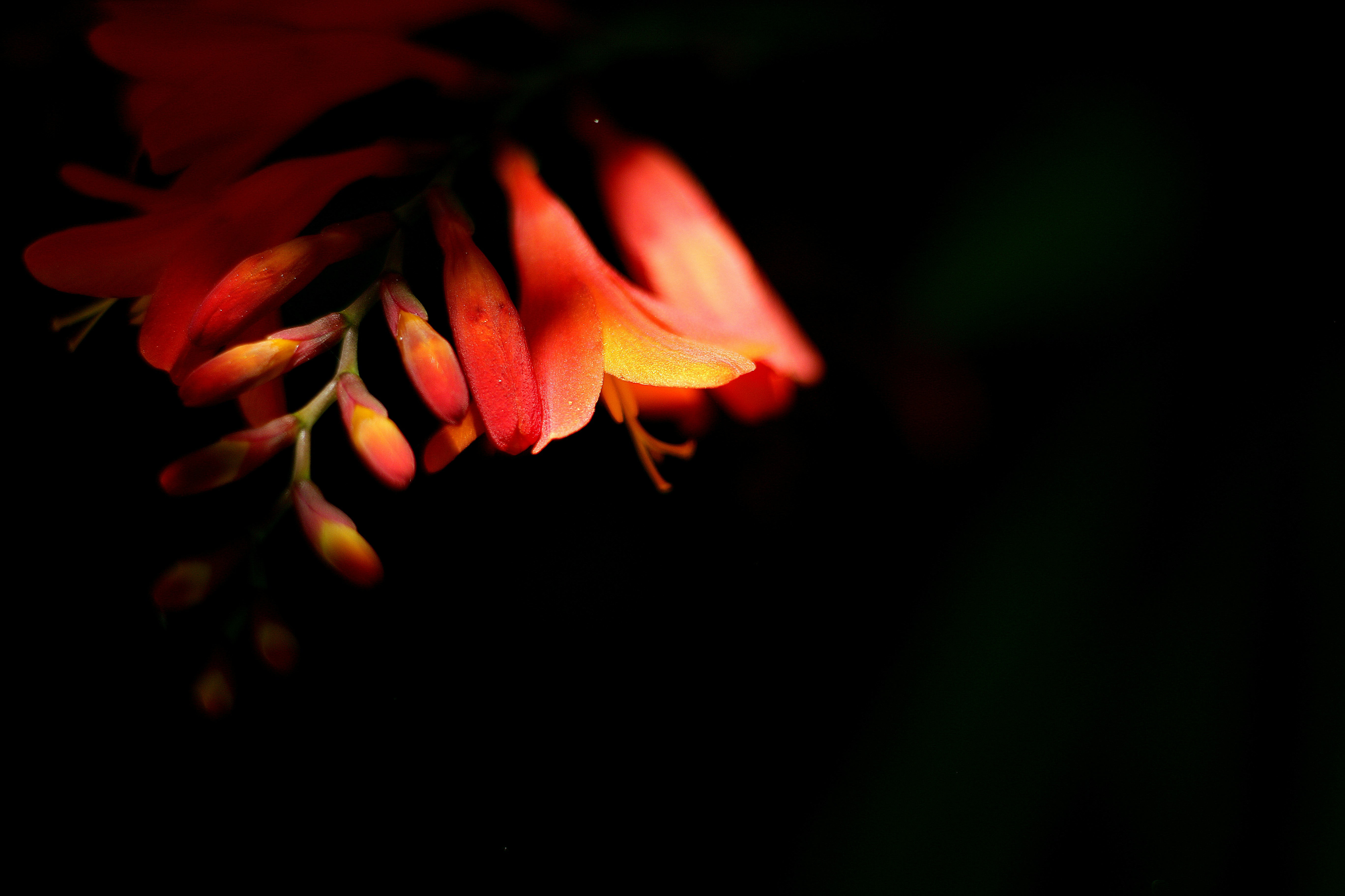 검은 배경에 꽃의 클로즈업