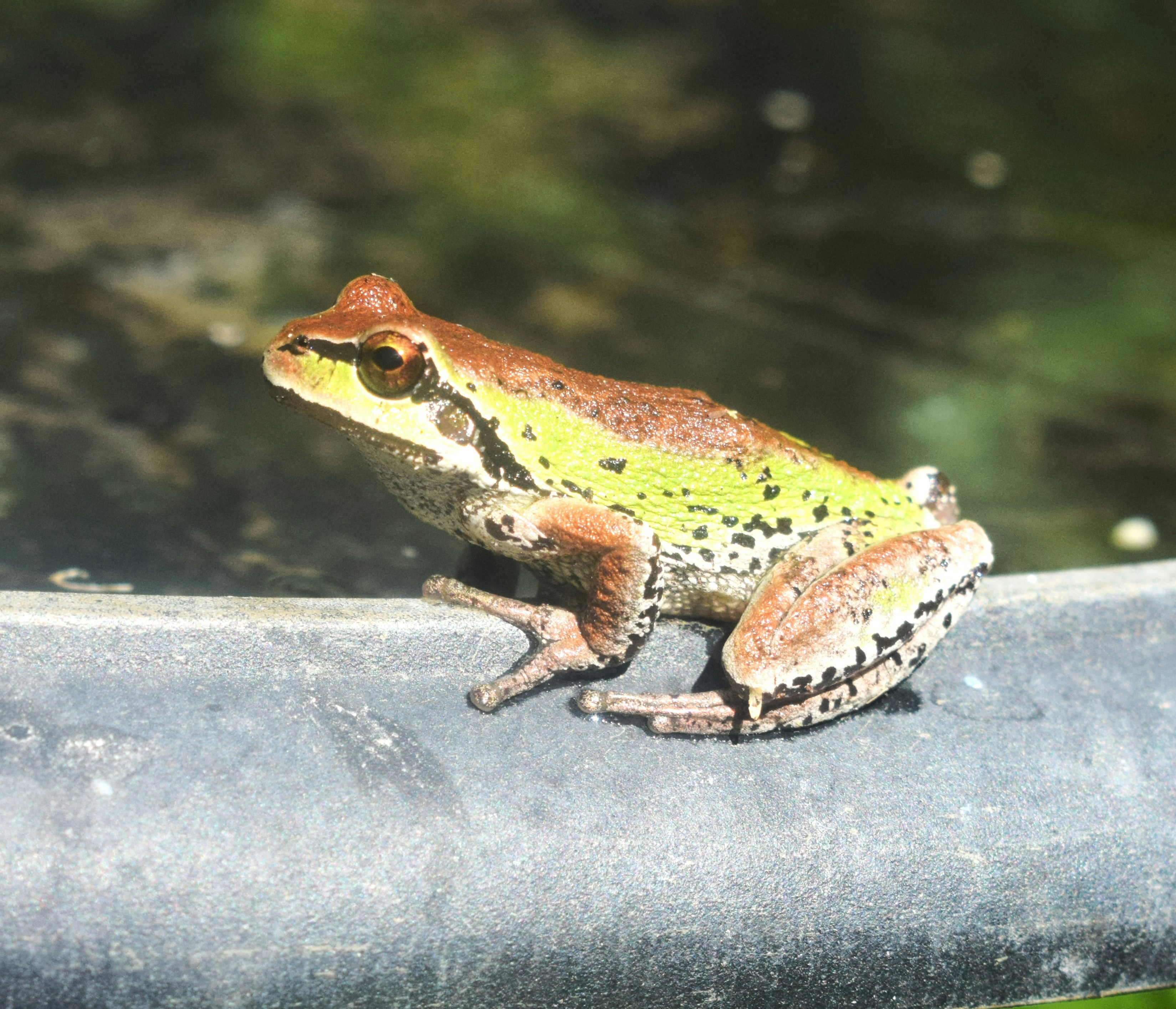 A frog sitting on top of a metal rail