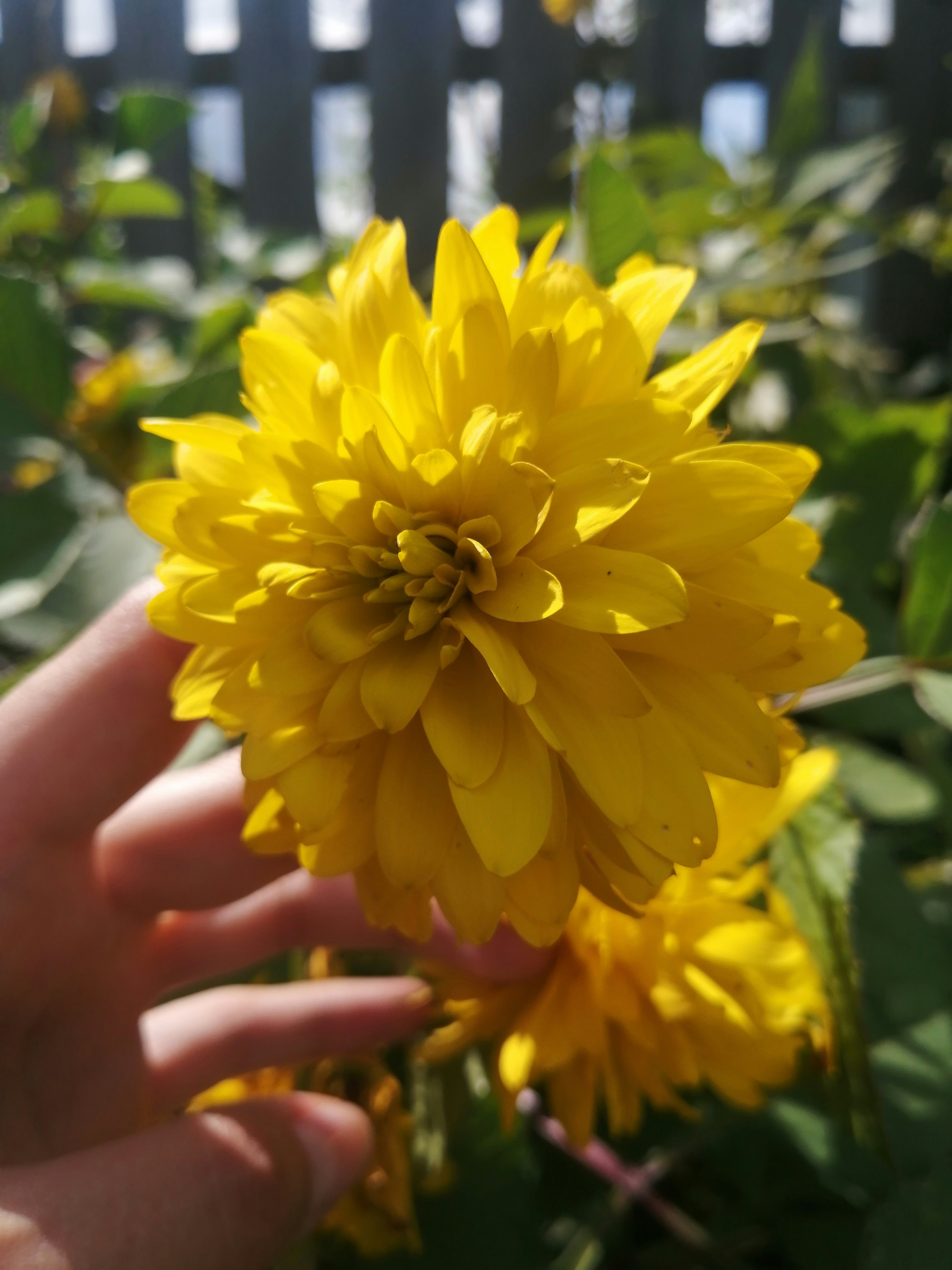 A person holding a yellow flower in their hand