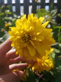 A person holding a yellow flower in their hand