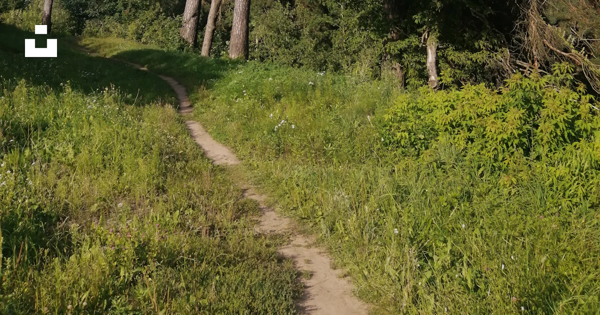 Dirt Path Pattern A dirt path in the middle of a forest photo – Free Forest Image on Unsplash