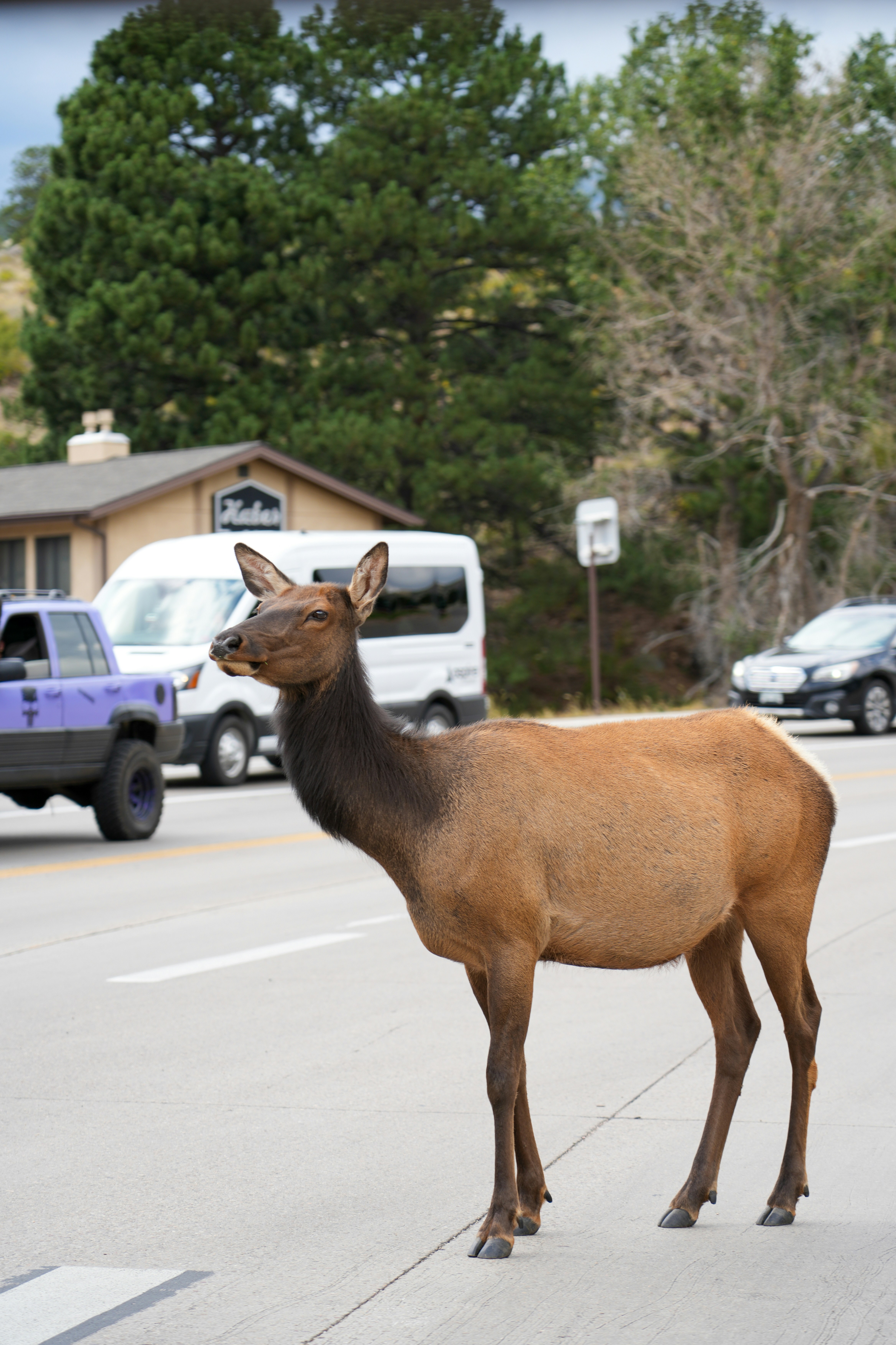 A deer standing in the middle of a street