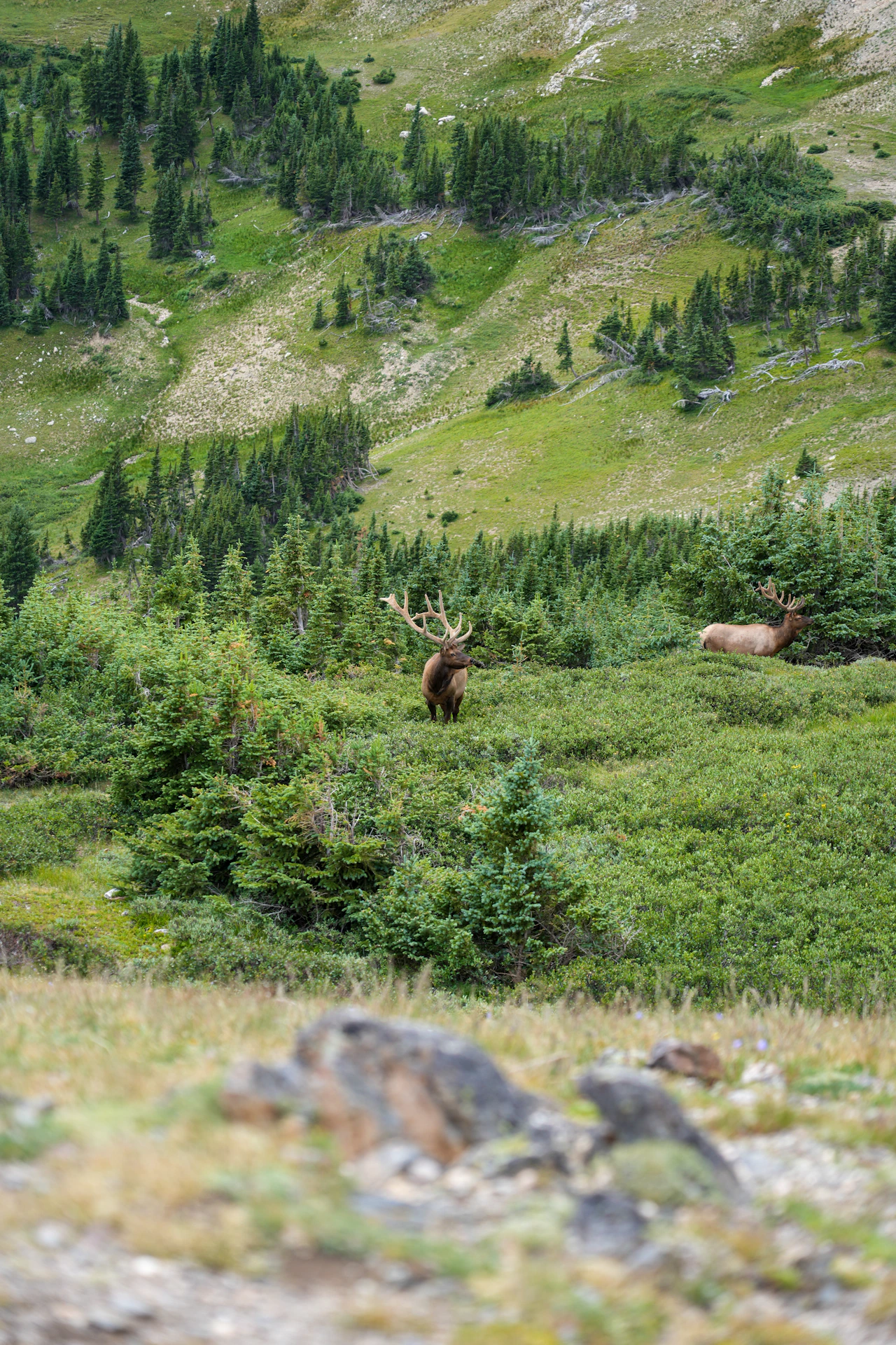 Rocky Mountain elk — abundant wildlife in Estes Park