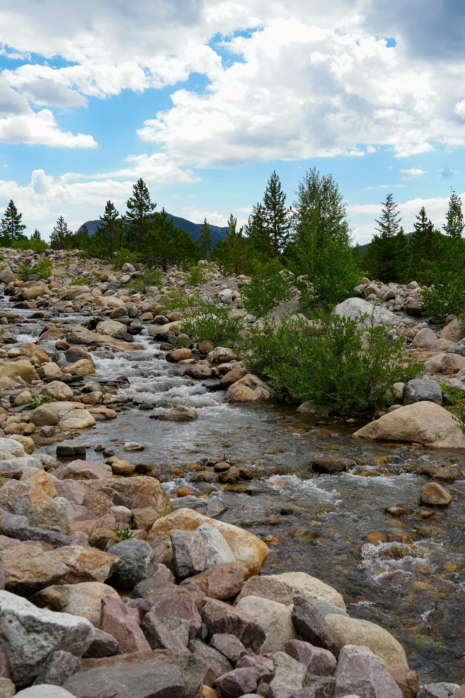 A stream running through a forest filled with rocks