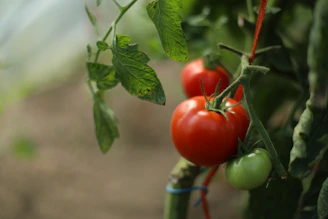 A close up of tomatoes growing on a plant