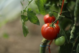 A close up of tomatoes growing on a plant