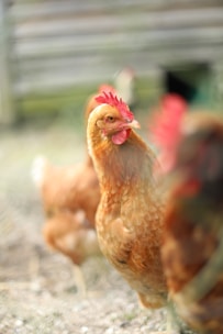 A group of chickens standing on top of a dirt field