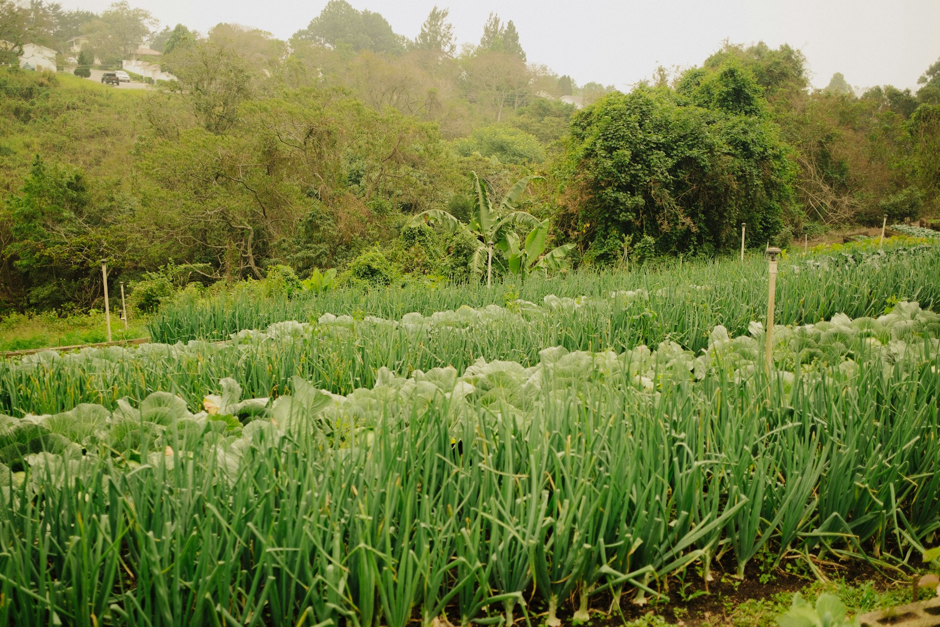 A lush green field with trees in the background