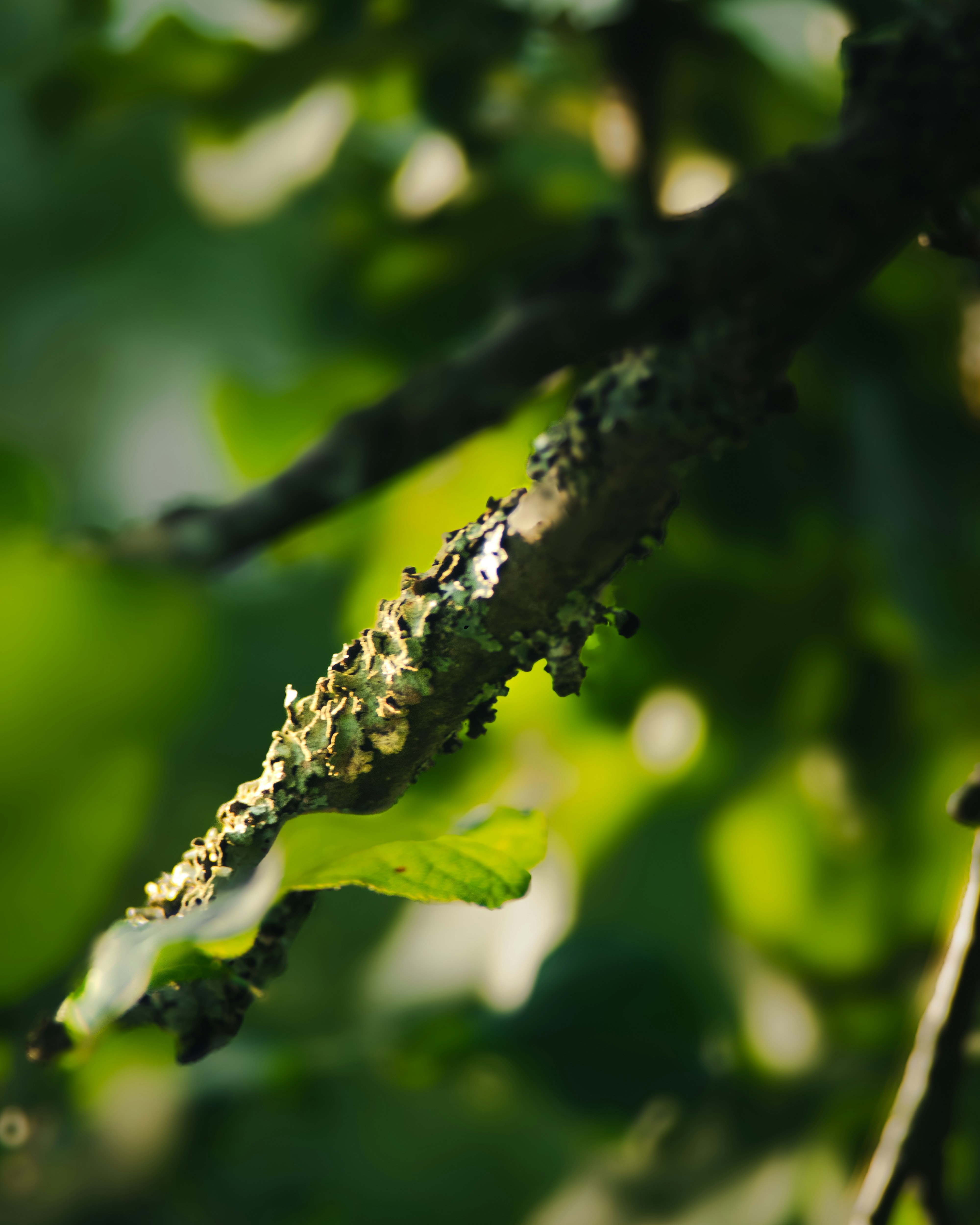A close up of a tree branch with leaves