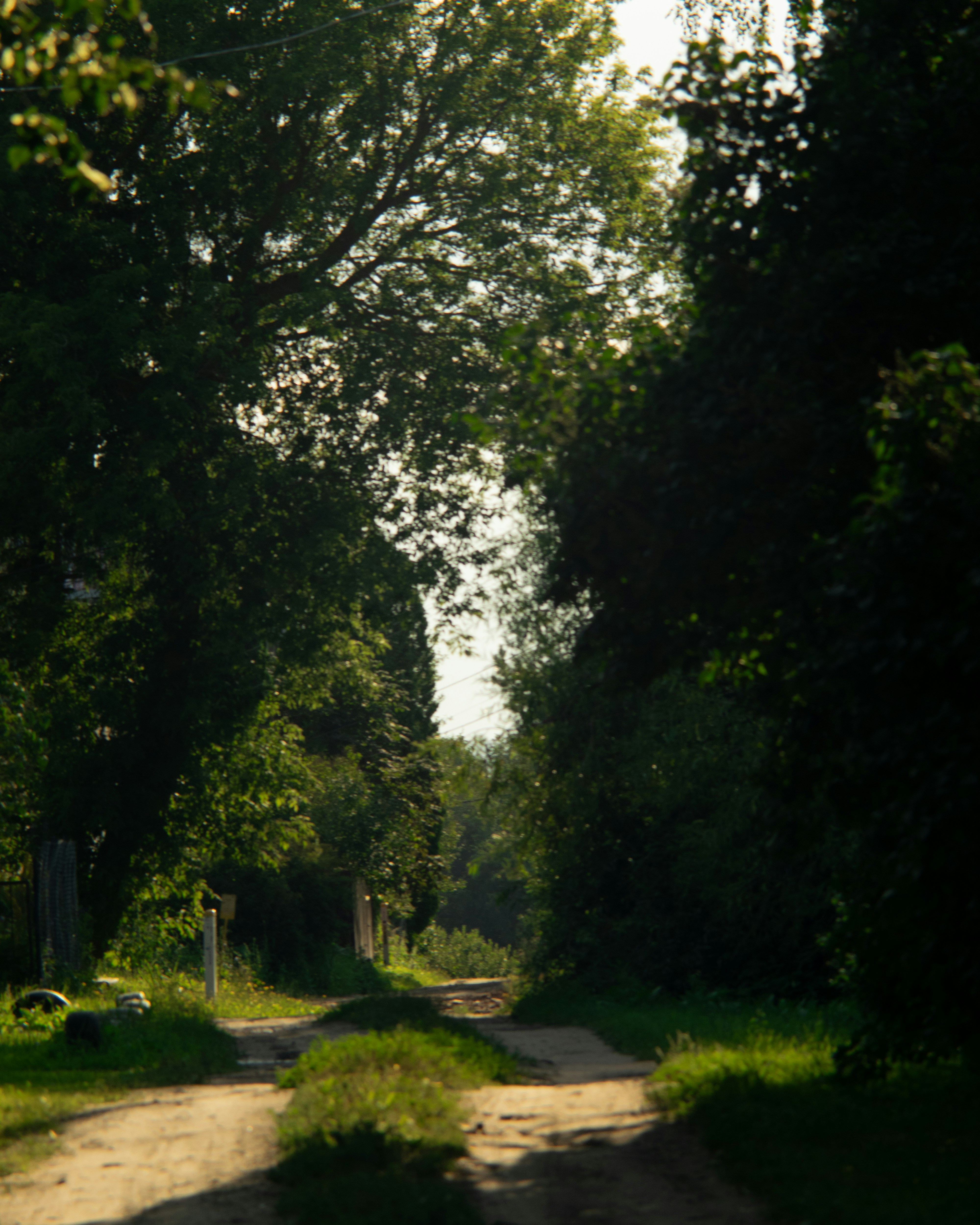 A dirt road surrounded by trees and grass
