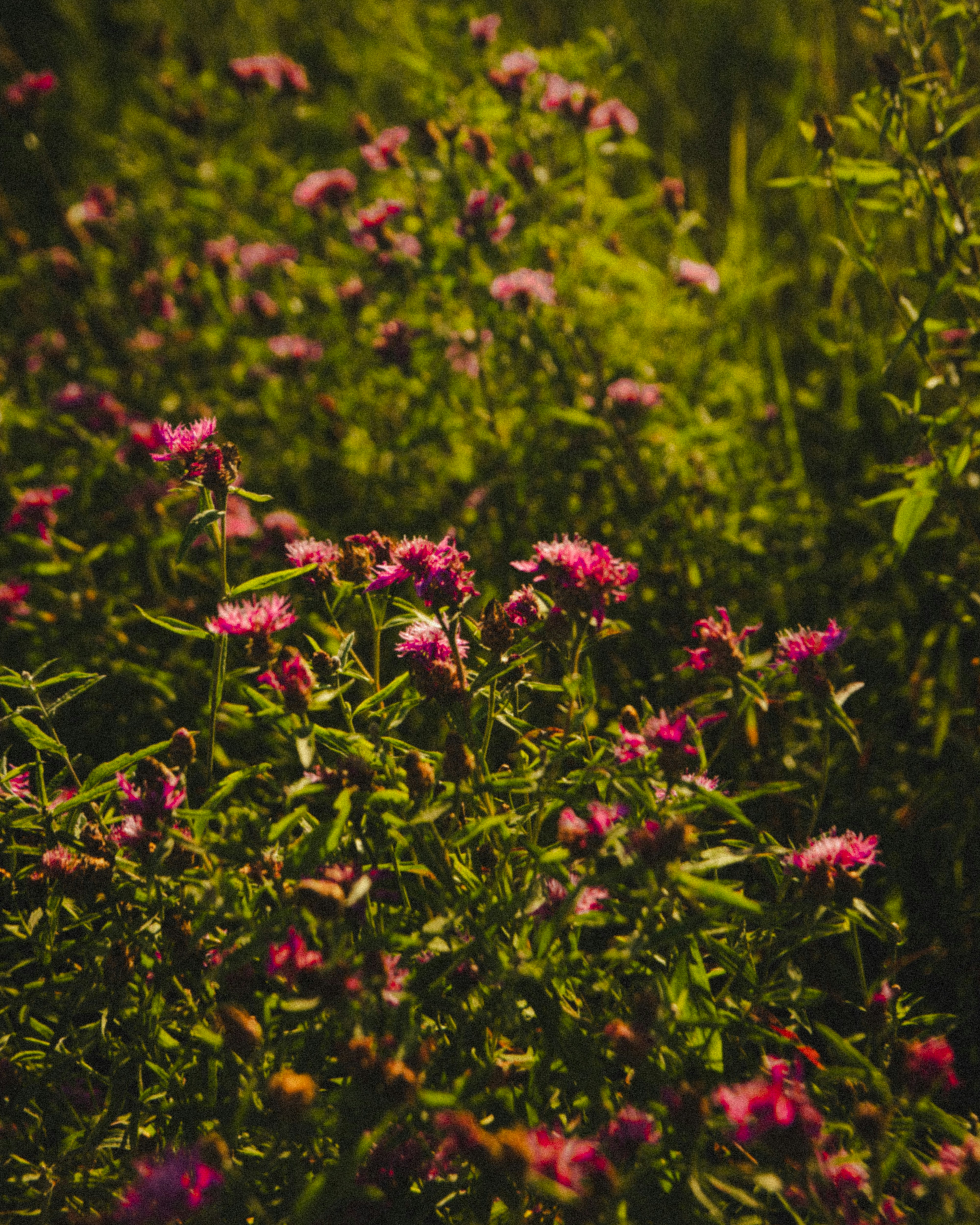 A field full of pink flowers and green grass