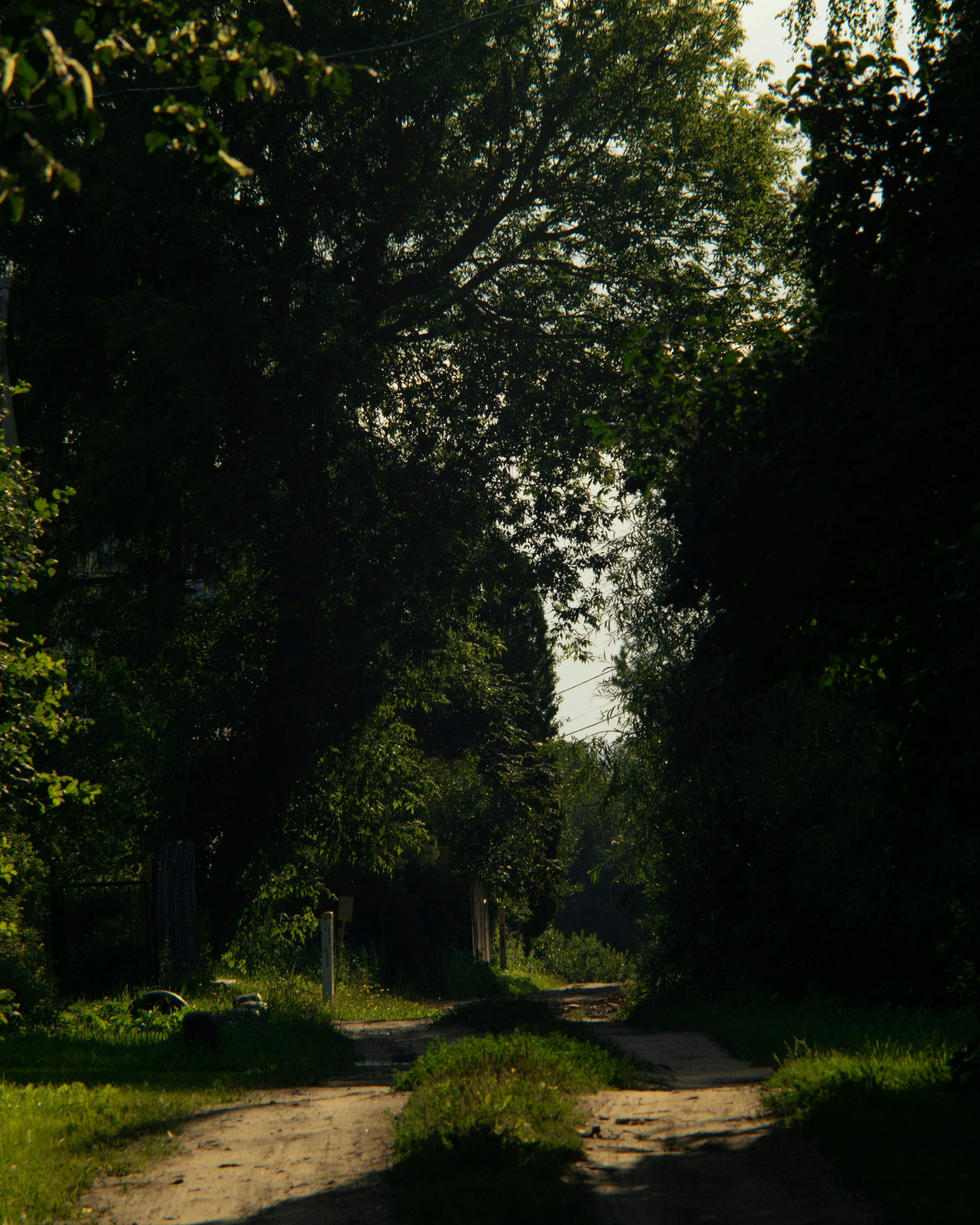 A dirt road surrounded by trees and grass