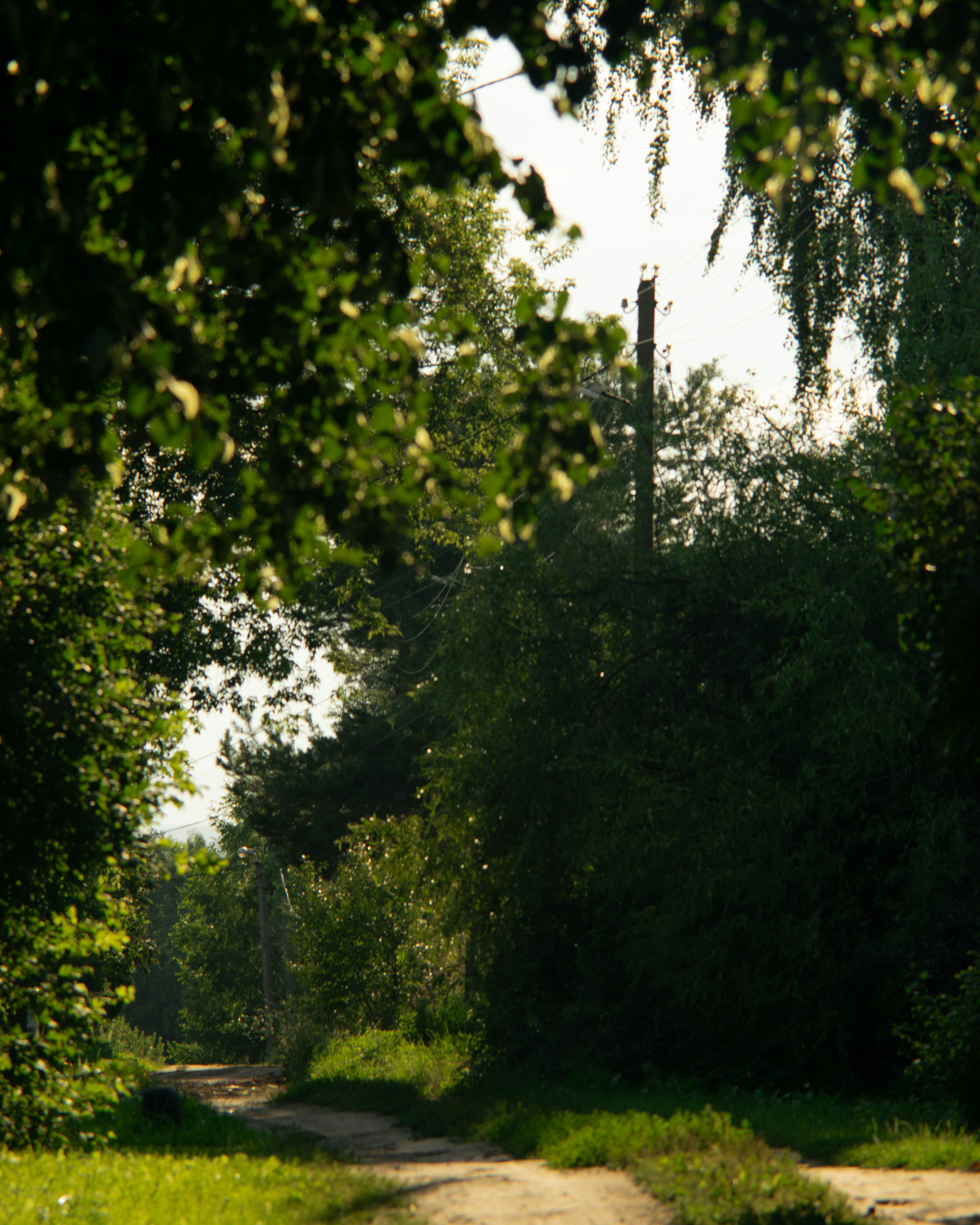 A stop sign sitting on the side of a dirt road