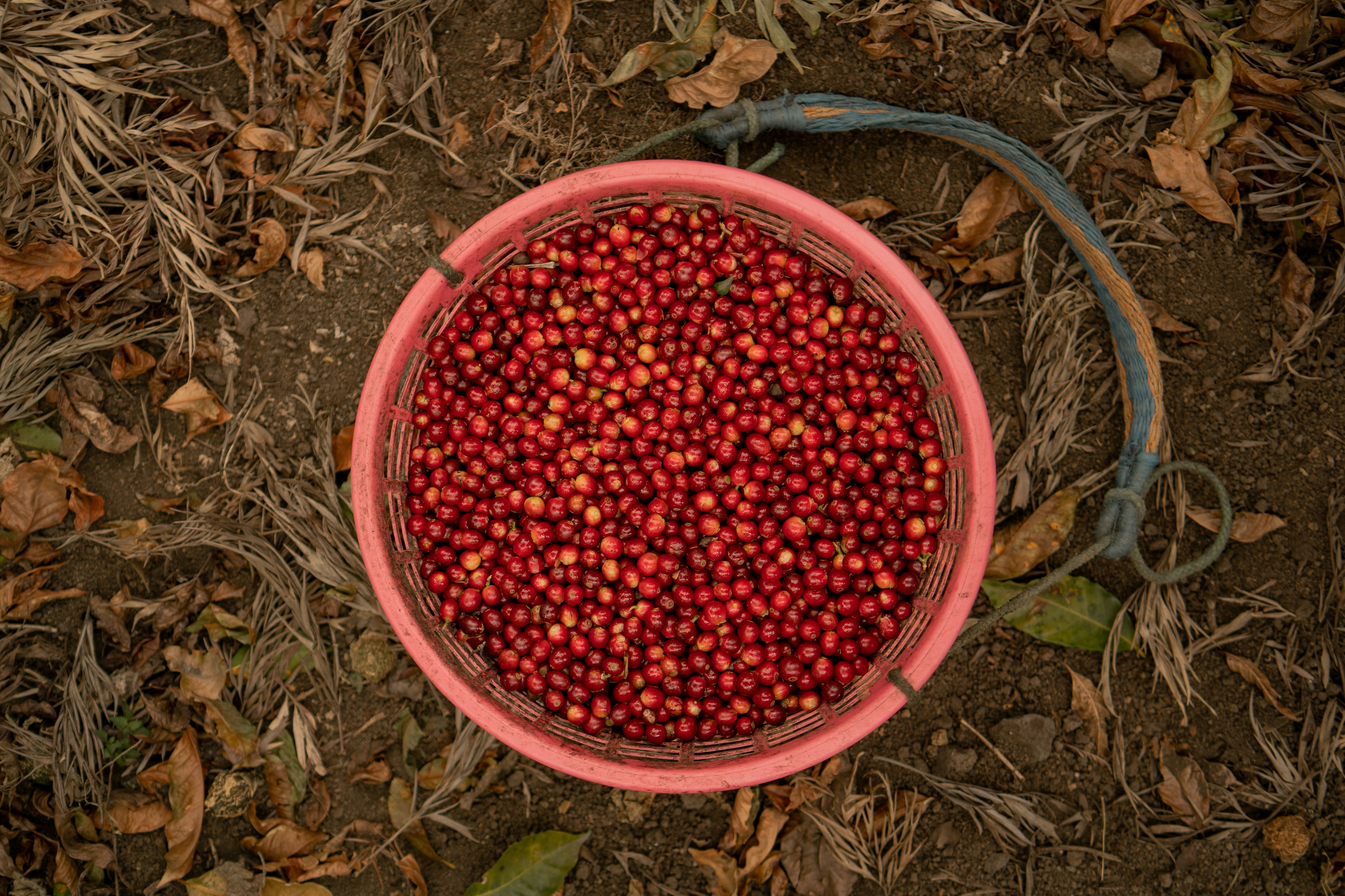 A bucket full of red berries sitting on the ground