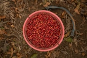A bucket full of red berries sitting on the ground
