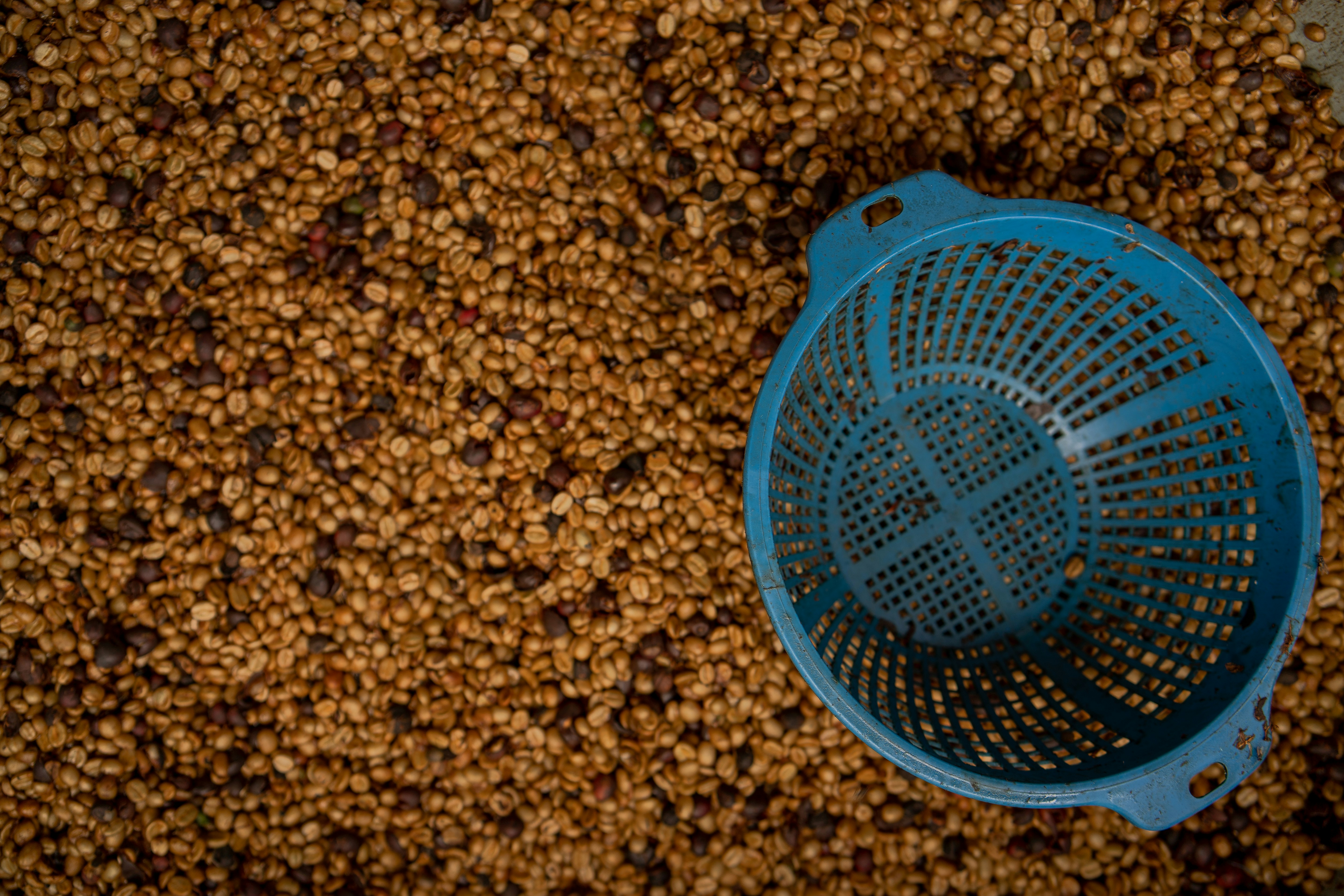 coffee trade