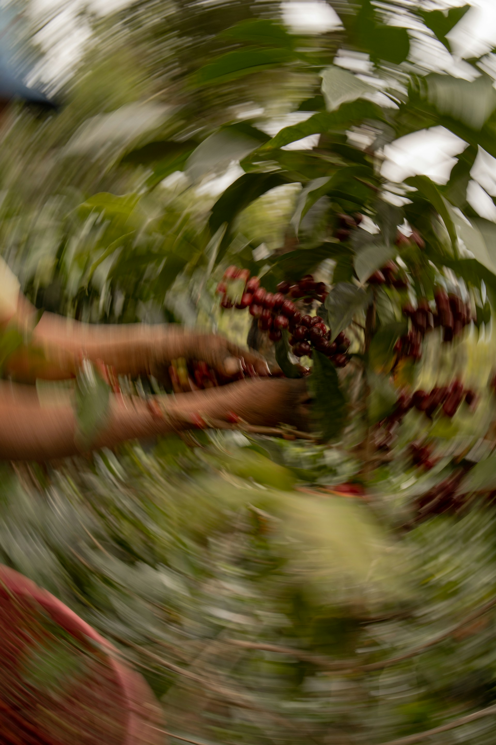 A blurry photo of a person picking berries from a tree
