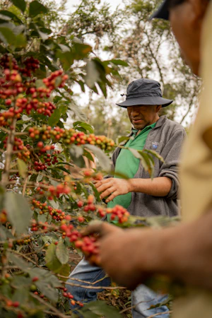 Acopio de cacao en San Martín