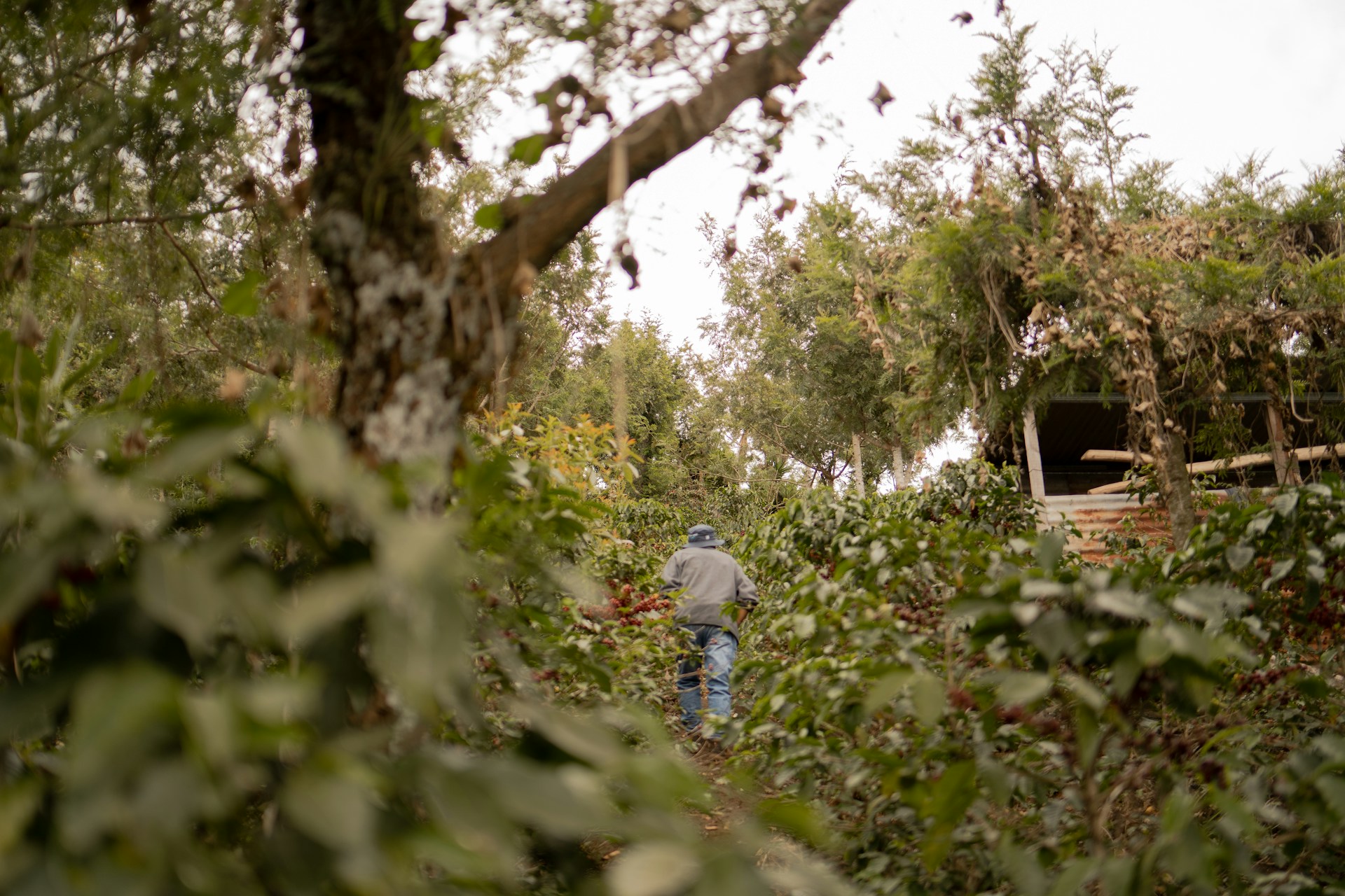 A man walking through a lush green forest