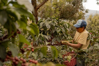 A man picking coffee beans from a tree