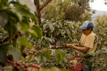 A man picking coffee beans from a tree