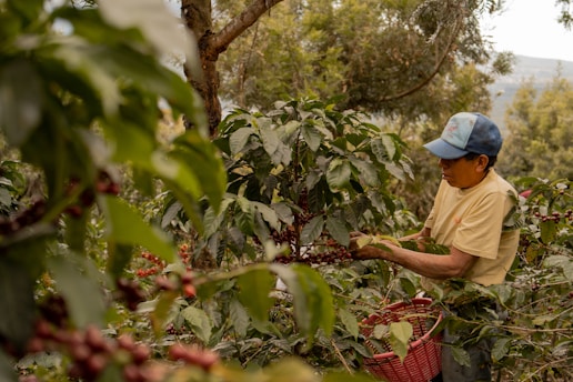 A man picking coffee beans from a tree
