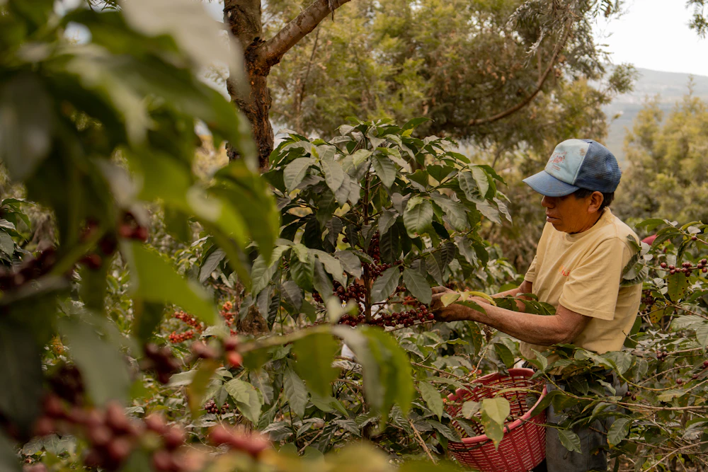 Cueillette de cerises de cafe rouge sur cafeier au Costa Rica, region Tarrazu