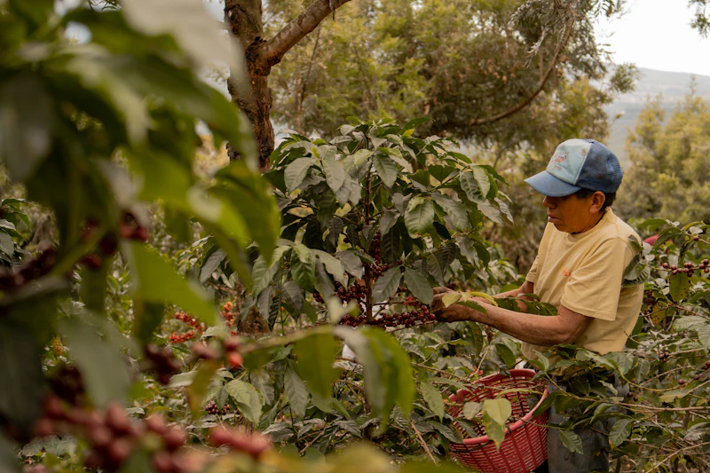 Farmer hand-picking coffee cherries
