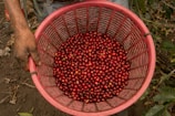 A man holding a basket full of berries