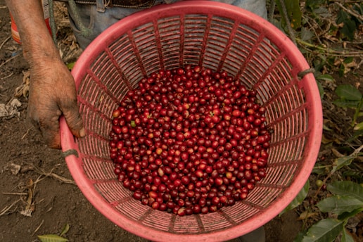 A man holding a basket full of berries