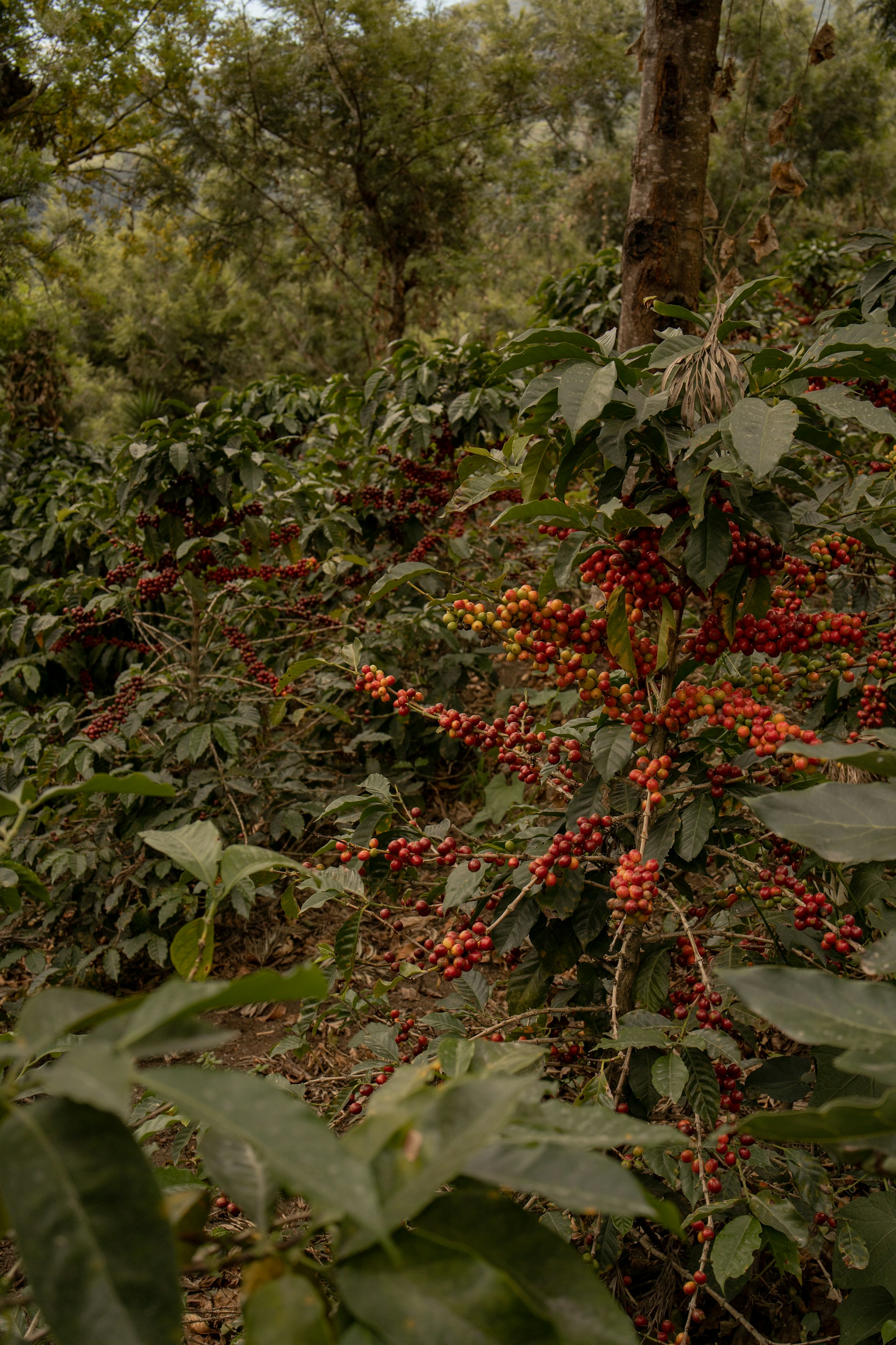 A forest filled with lots of red berries