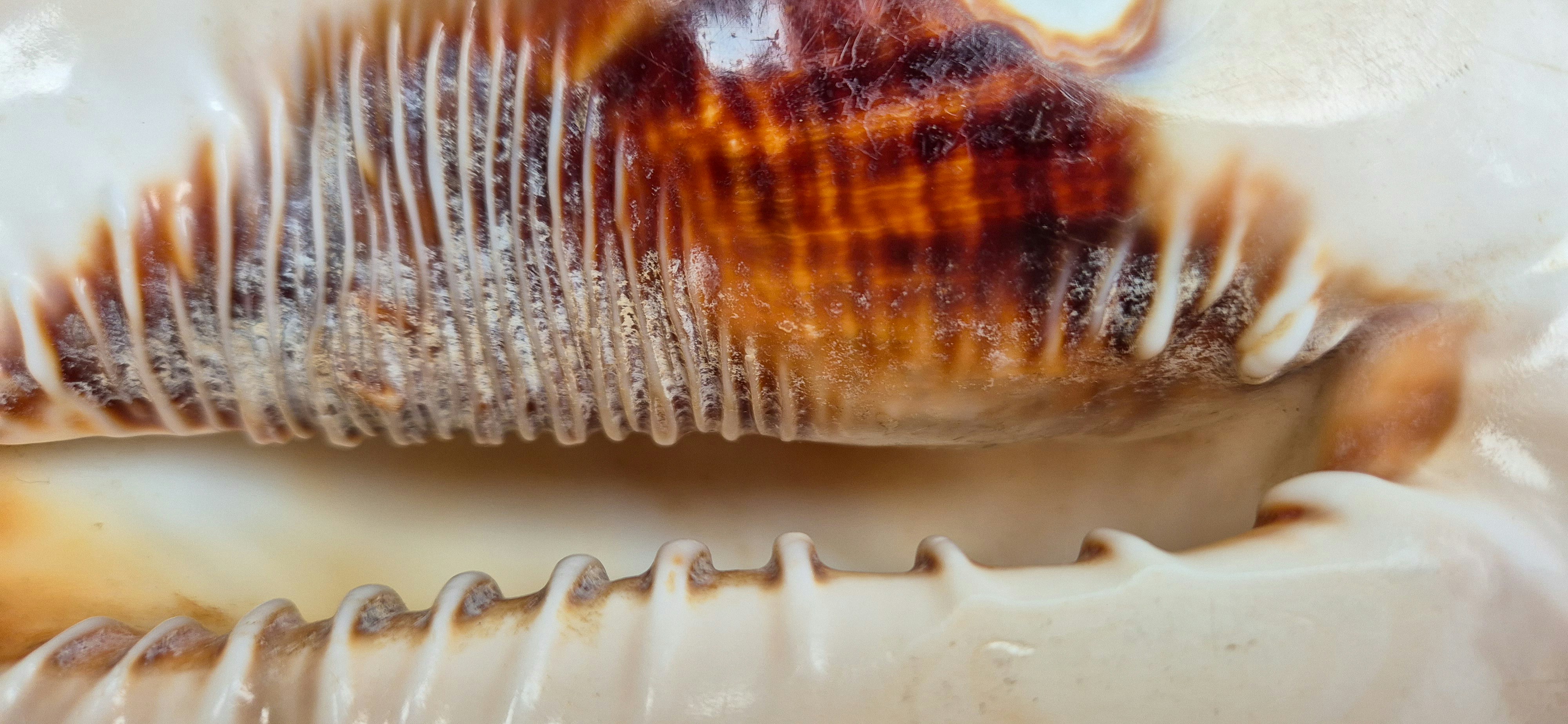 A close up of a toothbrush in a plastic bag