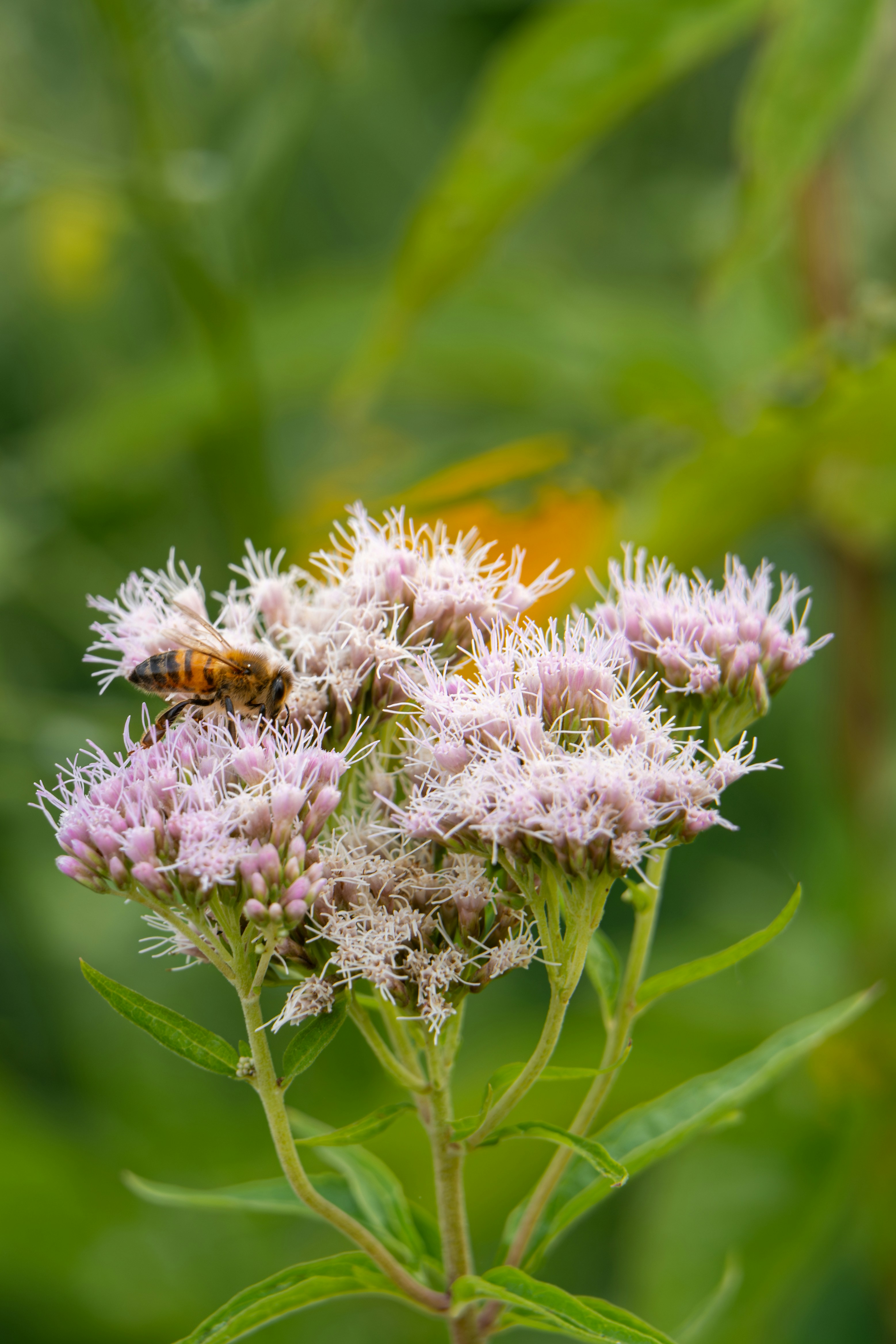 Photo by robertschwarz