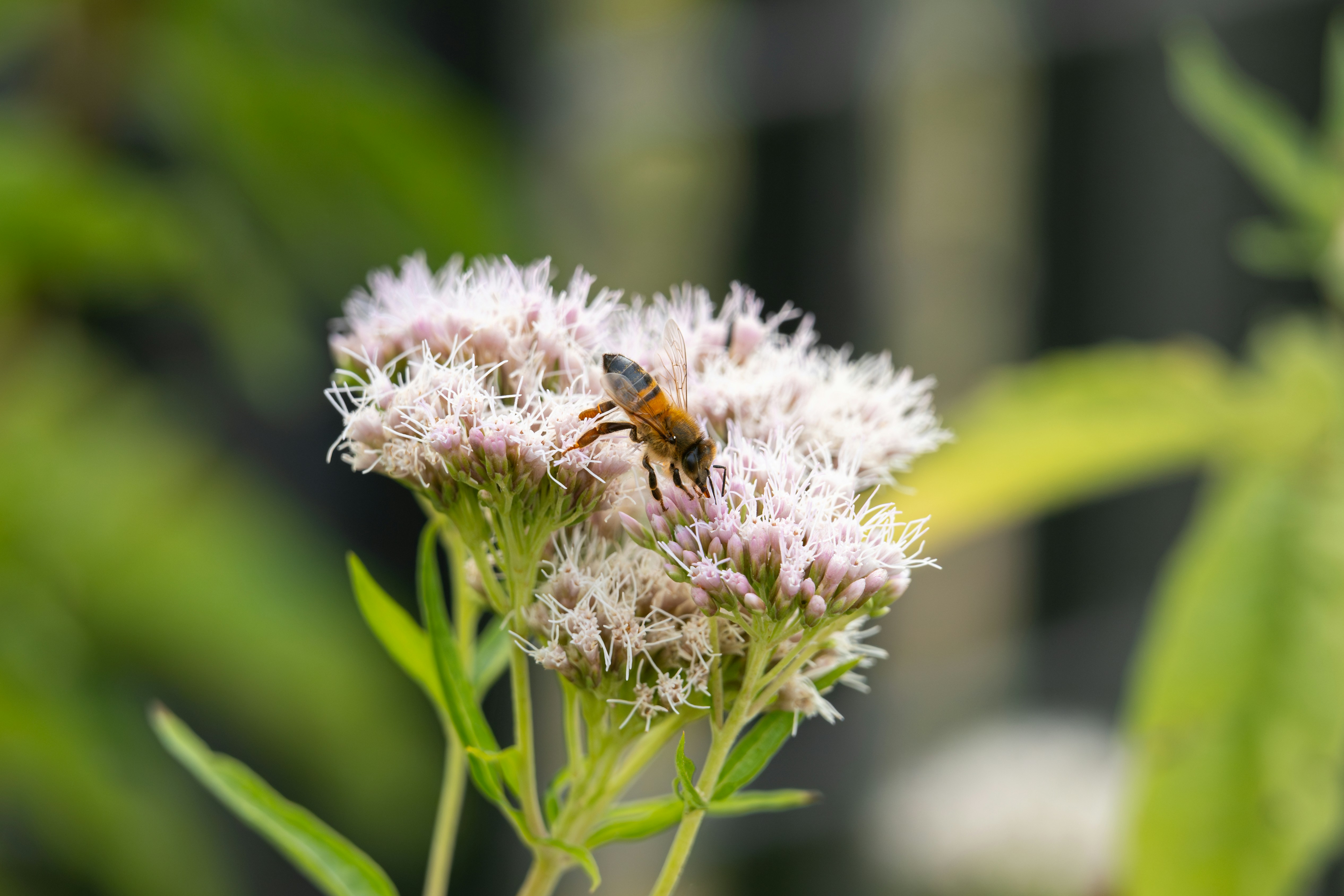 Photo by robertschwarz