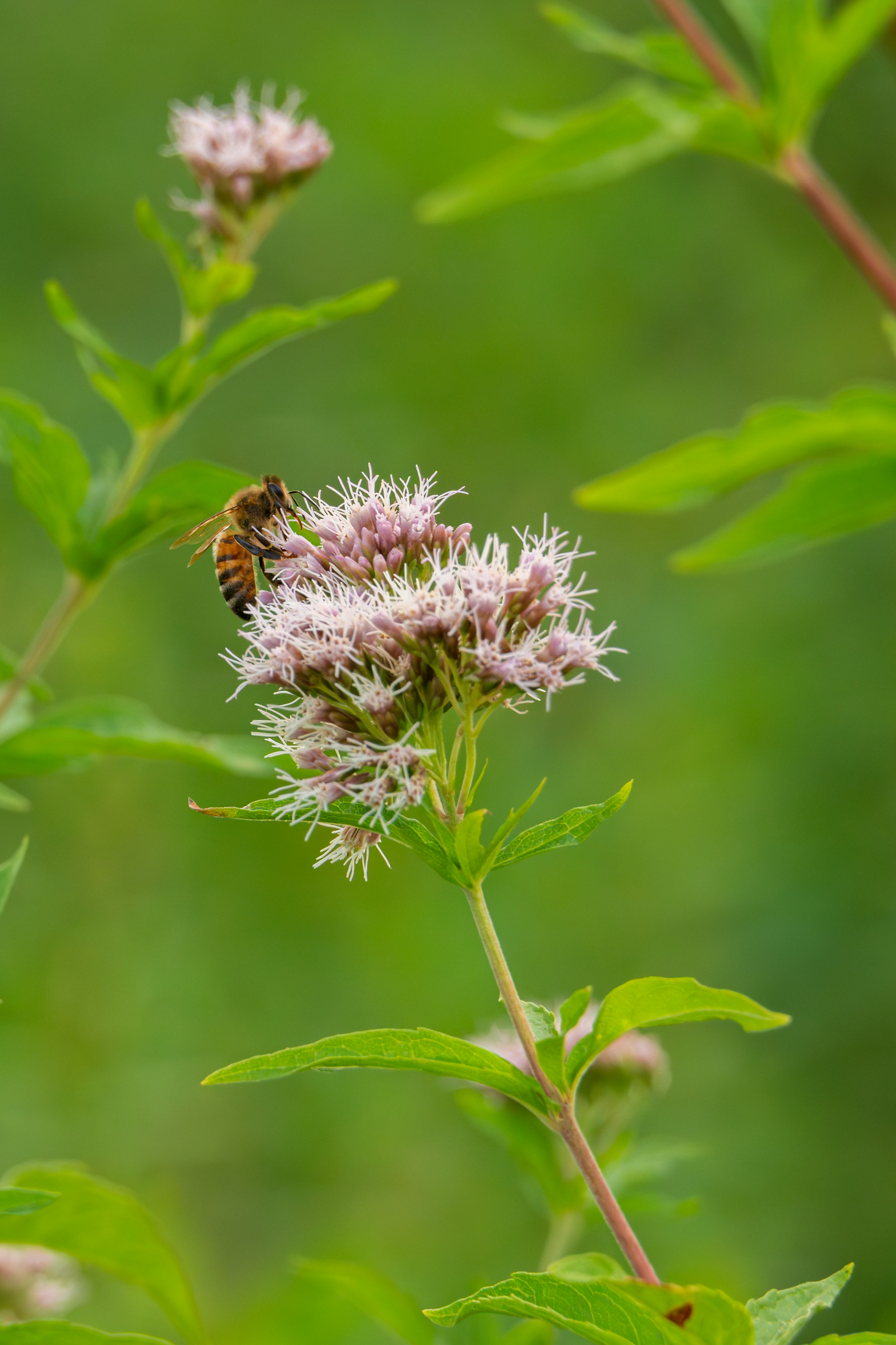 Photo by robertschwarz