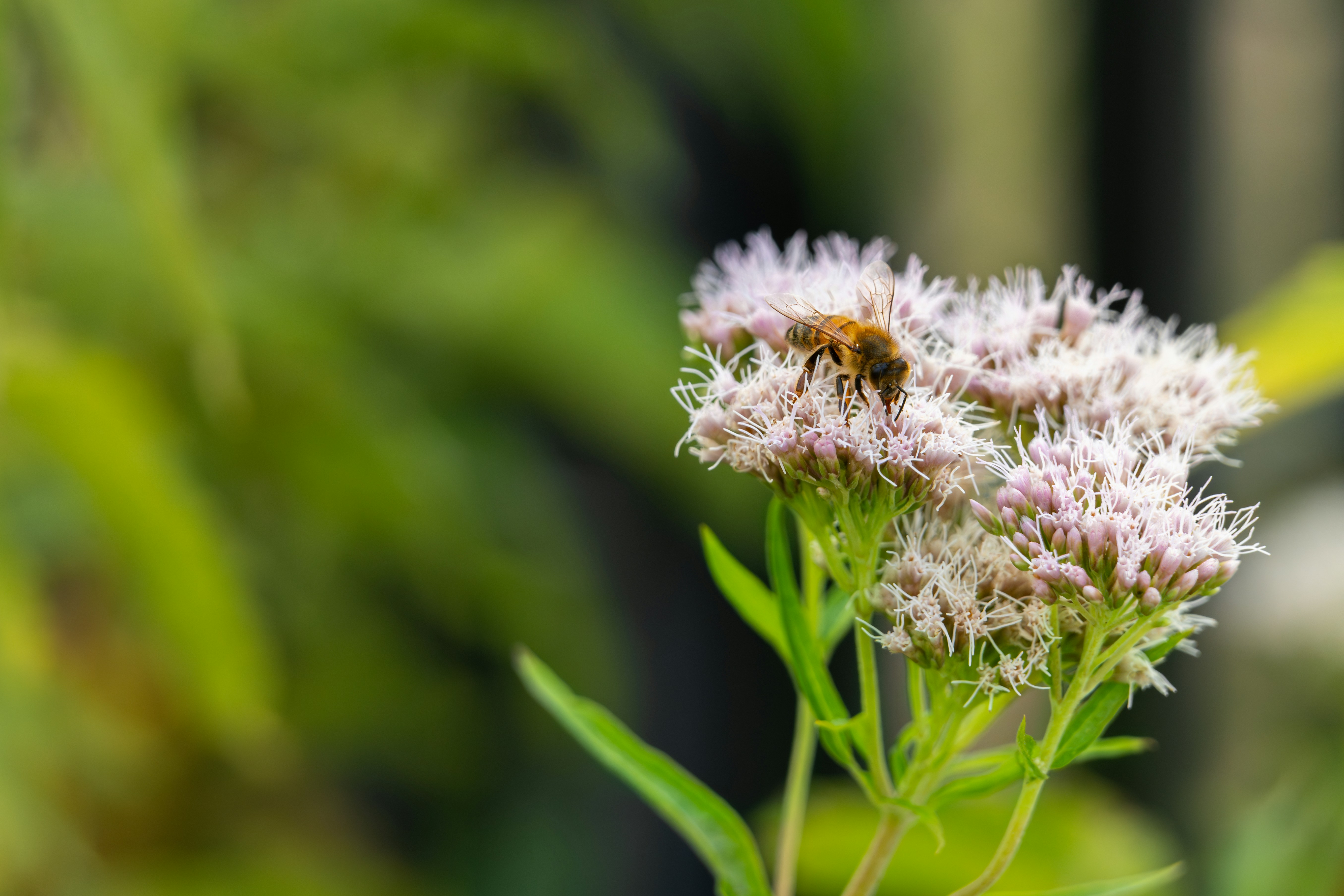 Photo by robertschwarz