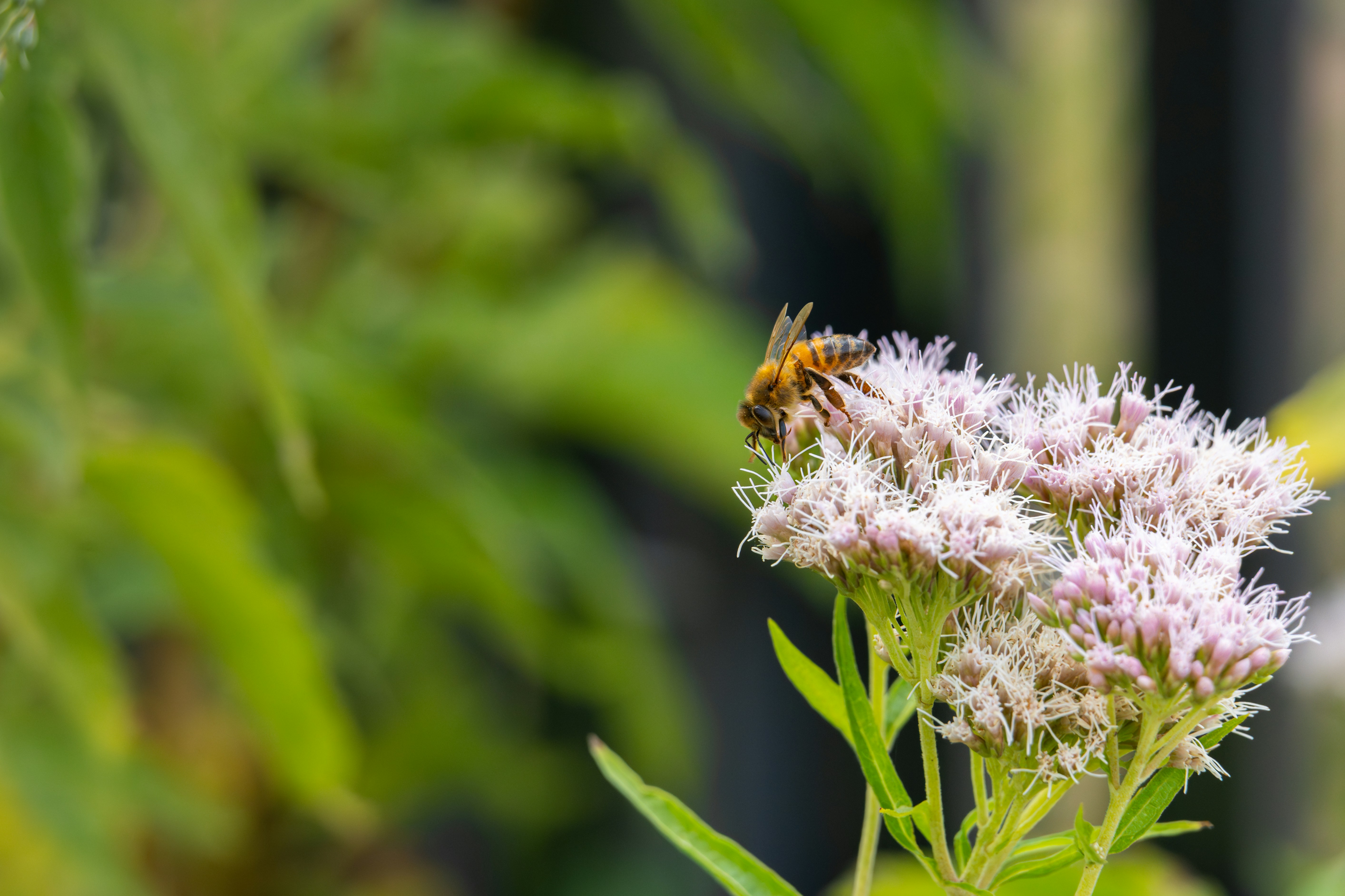 Photo by robertschwarz