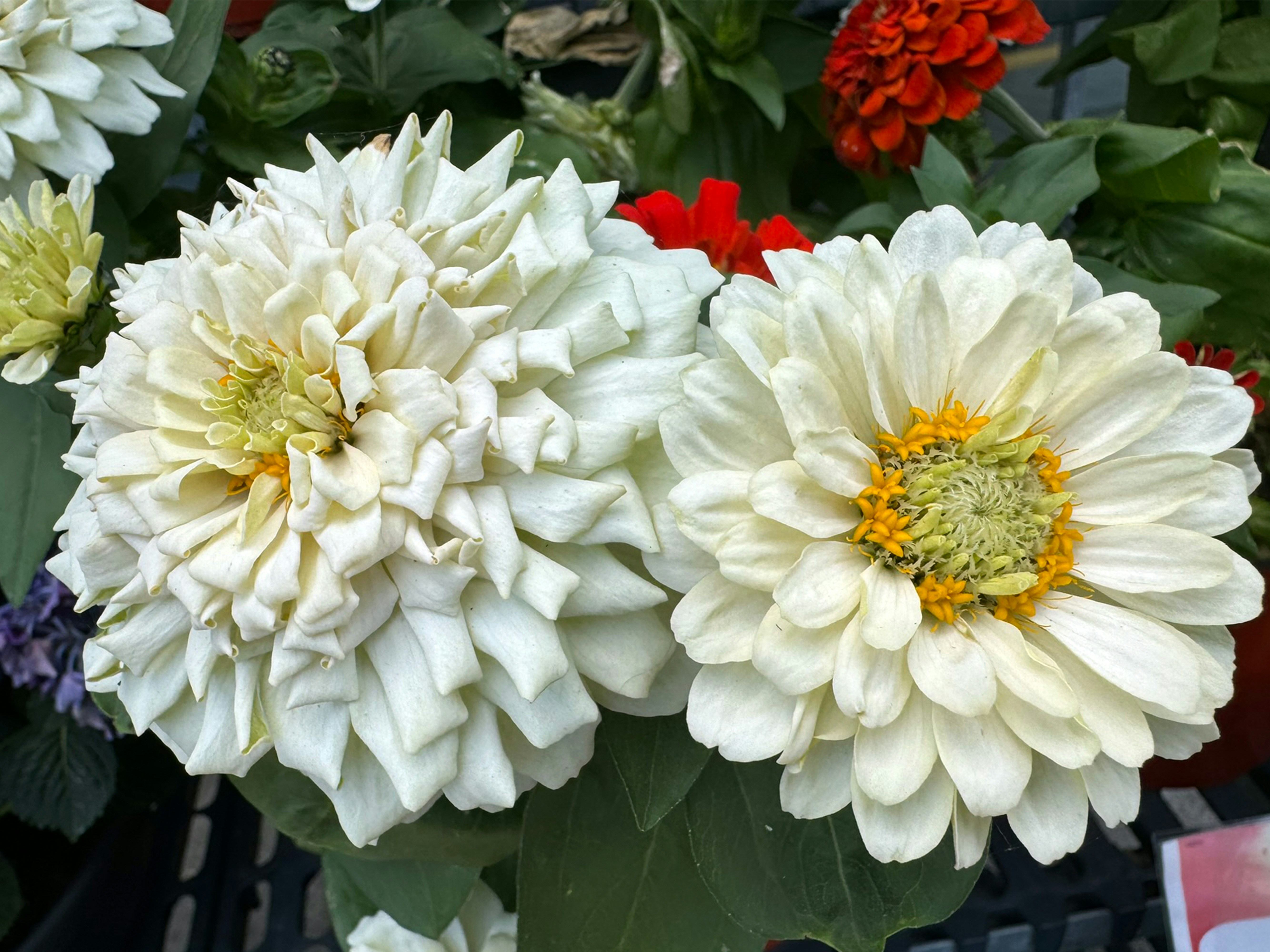 Peruvian zinnia! If you are interested in learning how to type, check out: https://freetypingcamp.com/ Emoji Kitchen Game: https://www.emojikitchengame.com/