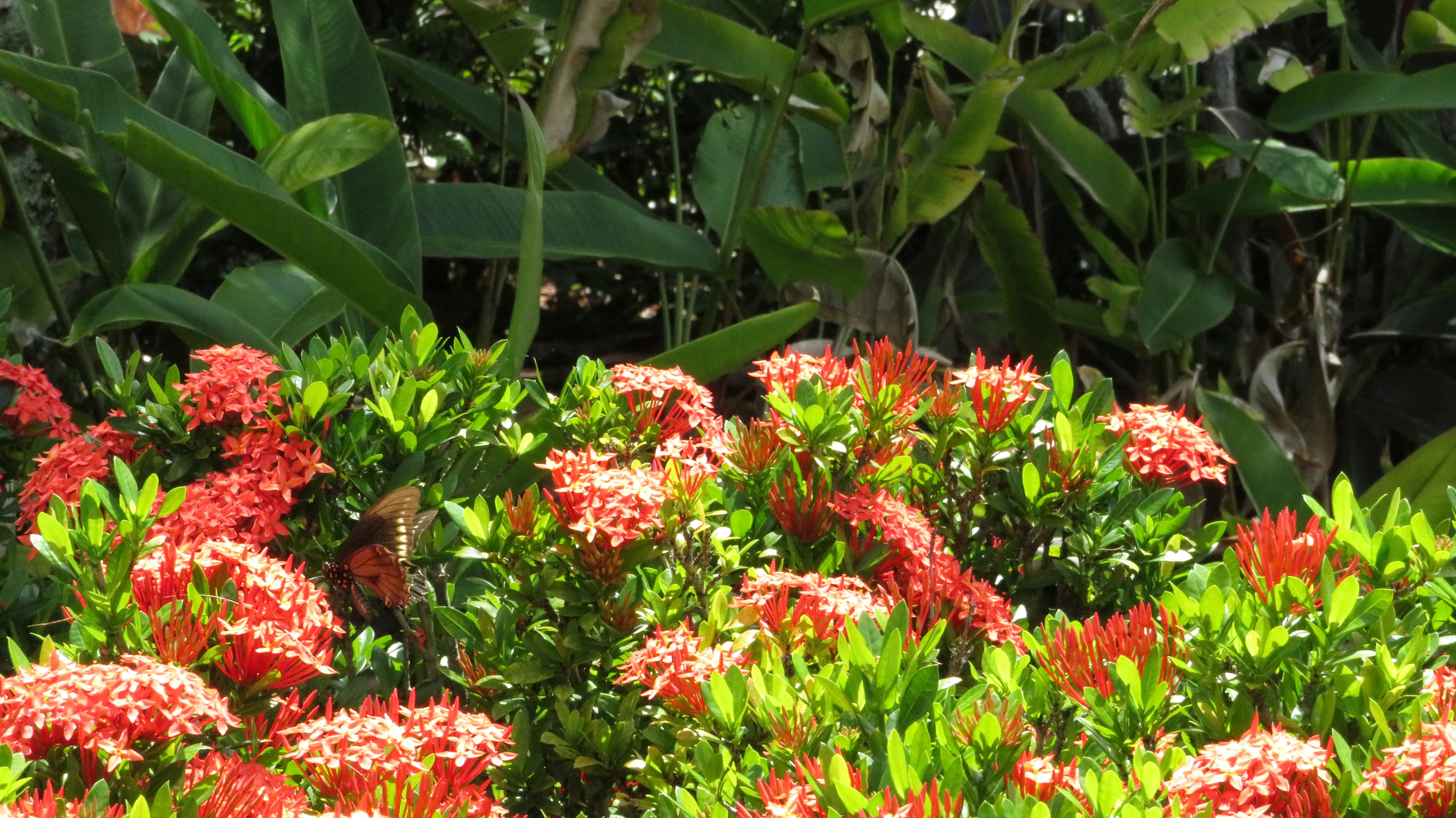 photo-1722971034471-4a7d2fbdb29a?ixid=M3wxMjA3fDB8MXxzZWFyY2h8MTh8fG9haHUlMjBsYW5kc2NhcGluZyUyMHNlcnZpY2VzfGVufDB8fHx8MTc1OTA0Mjk0MHww\u0026ixlib=rb-4.1.0