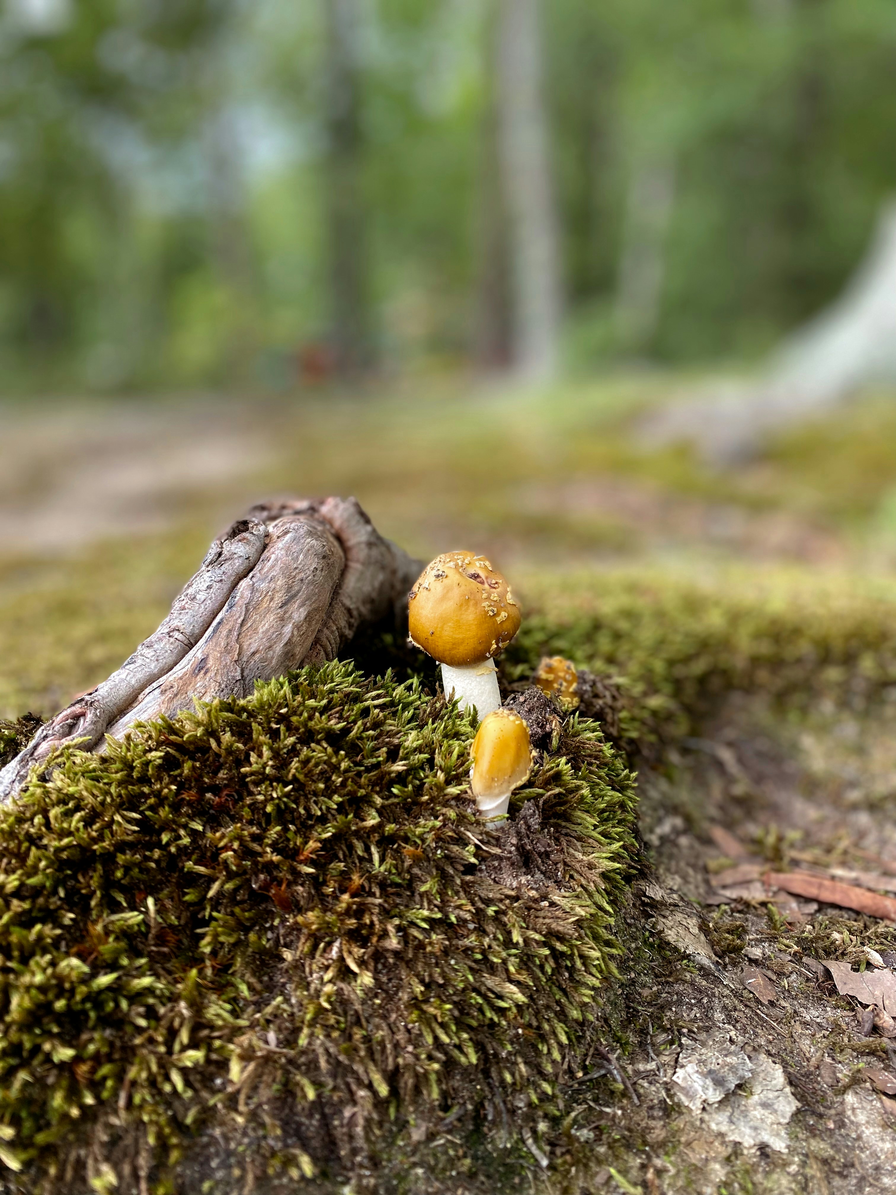 Um pequeno cogumelo sentado em cima de um toco de árvore